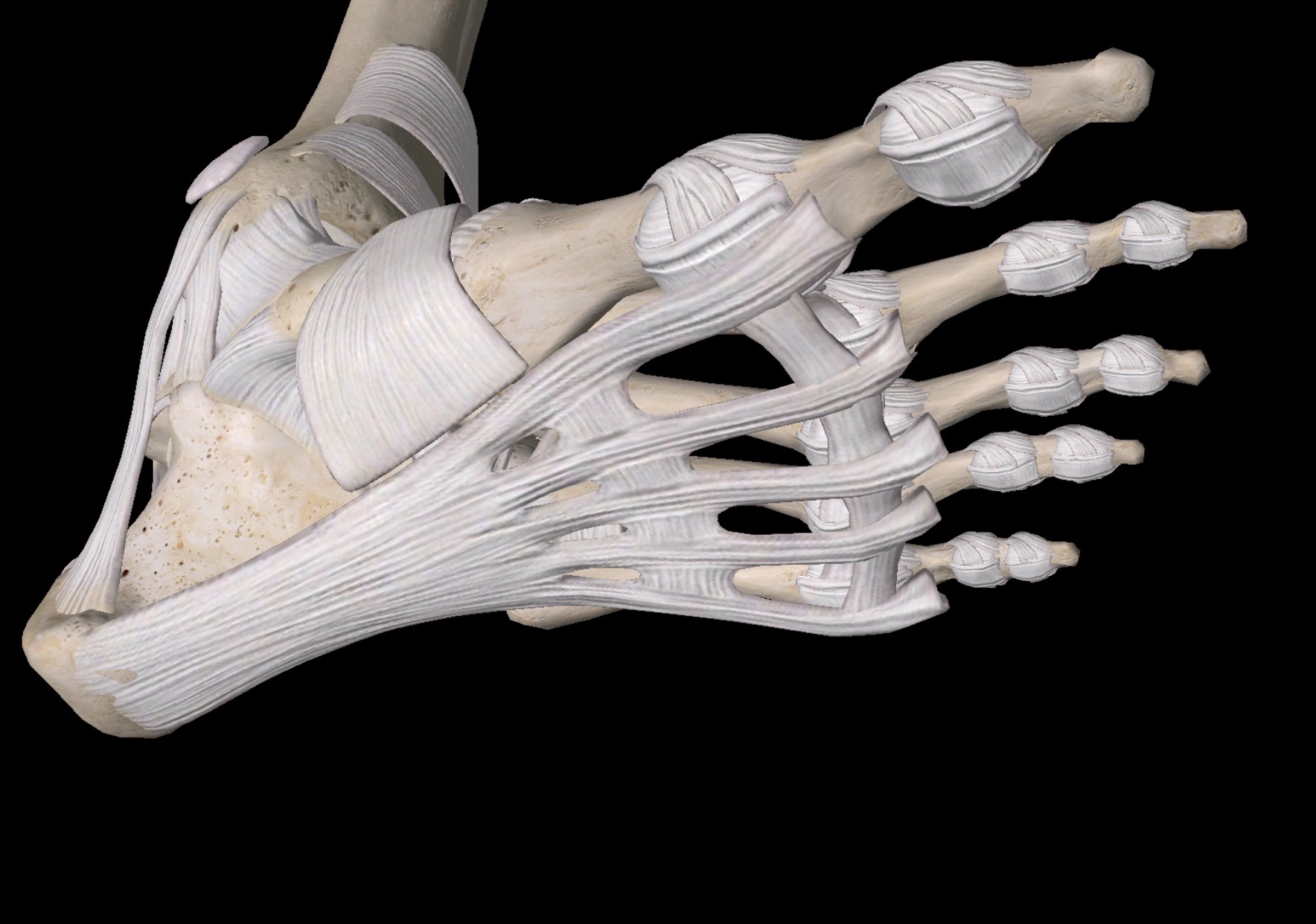 Prolotherapy vs Cortisone Injections The Orthobiologic Clinic