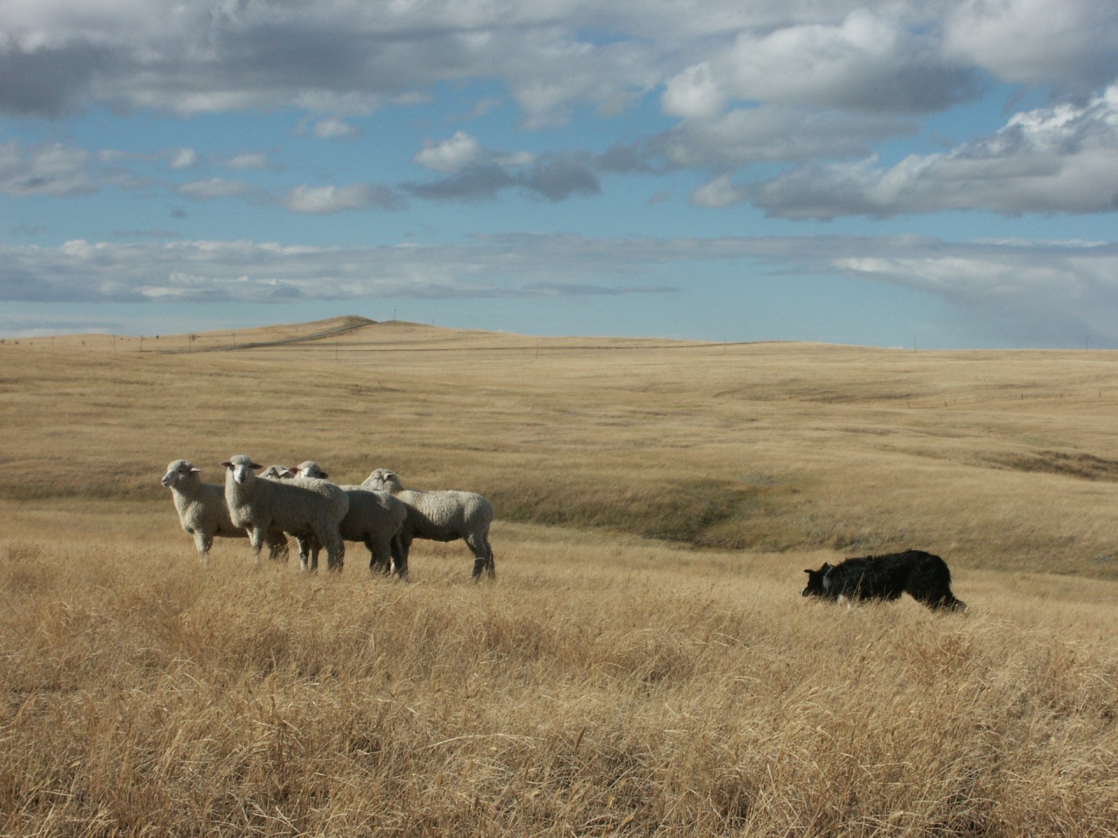 livestock-dogs-kuykendall-s-border-collie-breeder-trainer