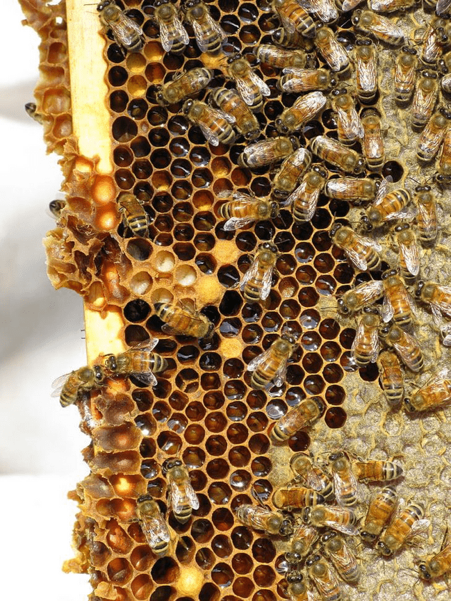 Beehive