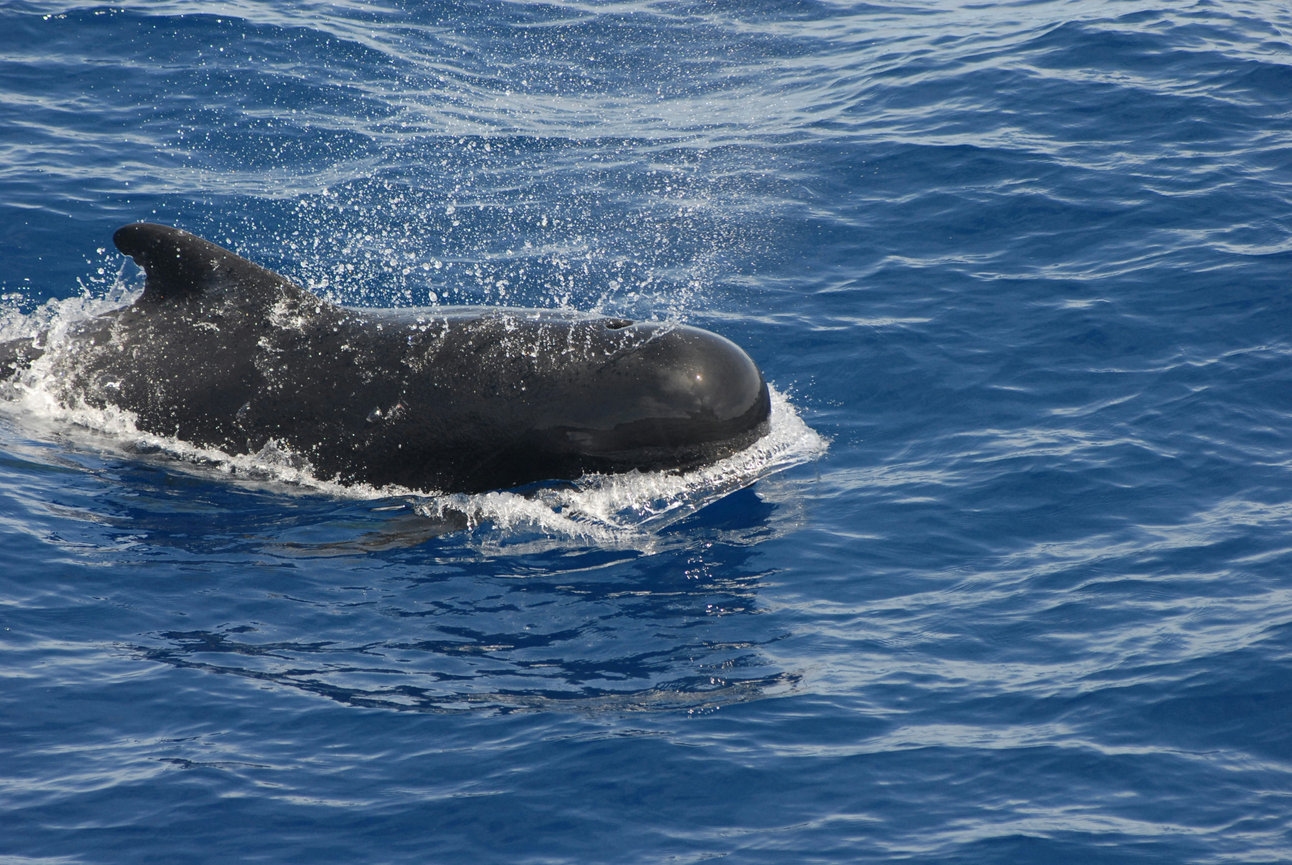 Pilot whale