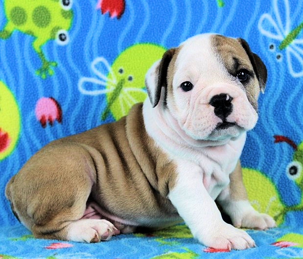 Puppies Newbies Sugarplum Bulldogs The Smaller English Bulldog Puppies