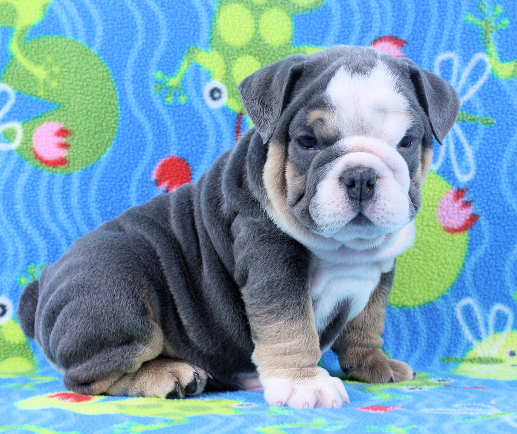 blue tri english bulldog puppies