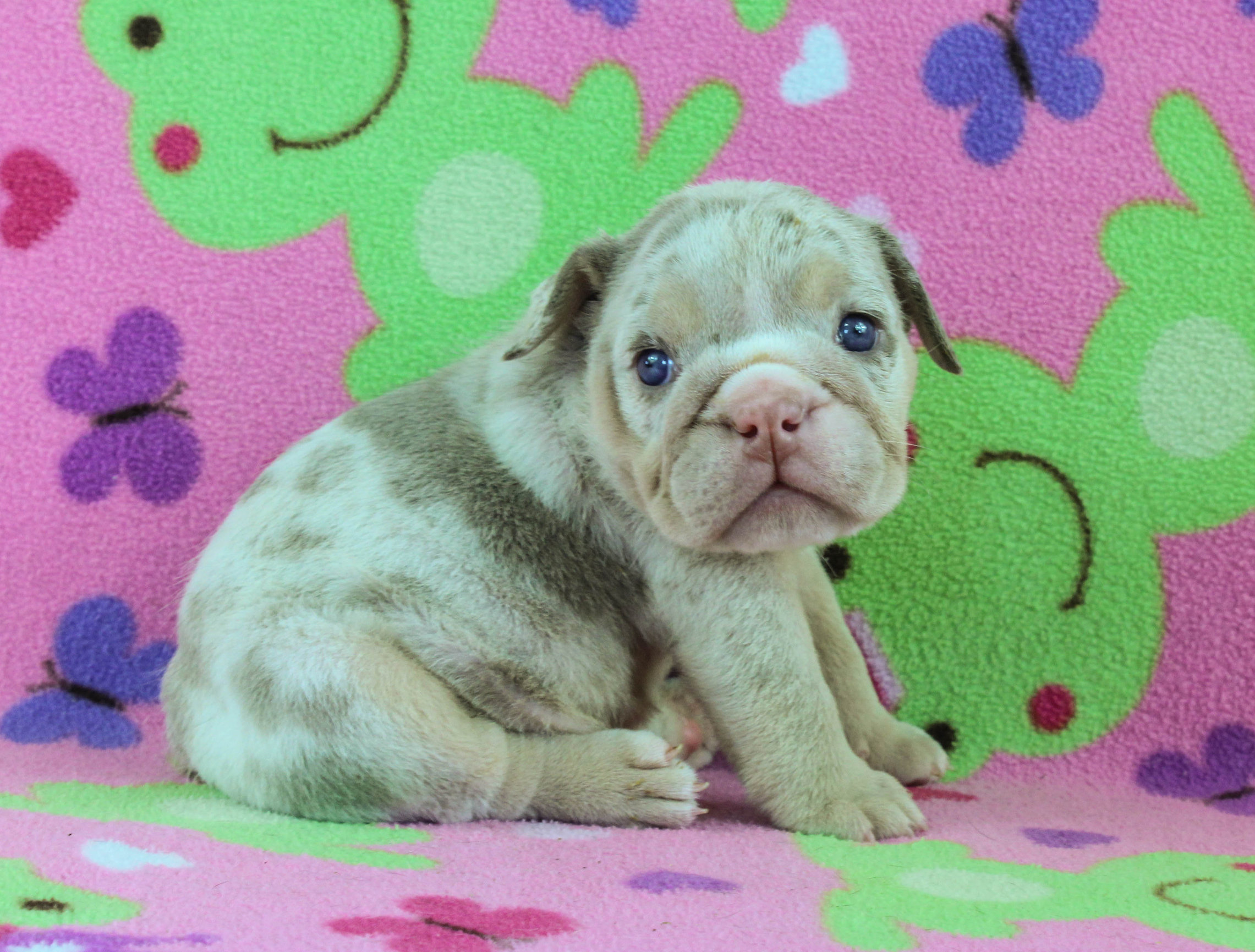 Home of the Smaller AKC English Bulldog Puppies - Newbies