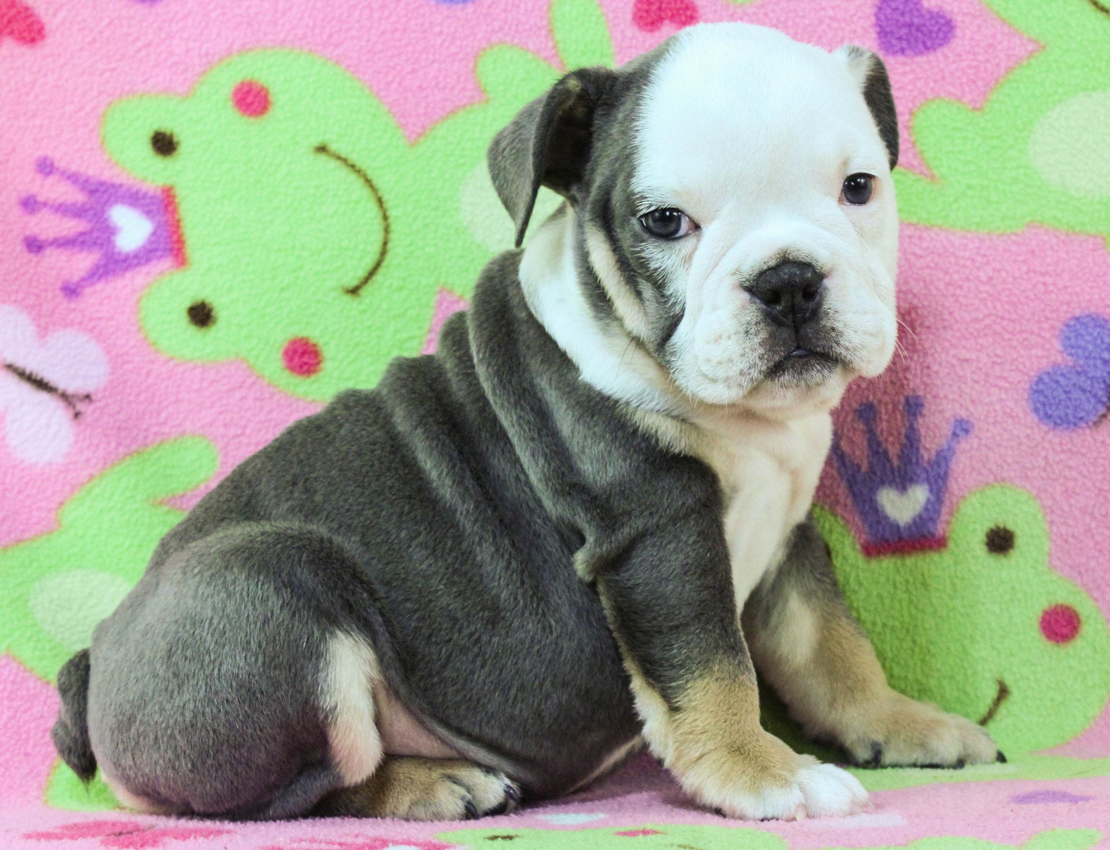 Home of the Smaller AKC English Bulldog Puppies - Newbies