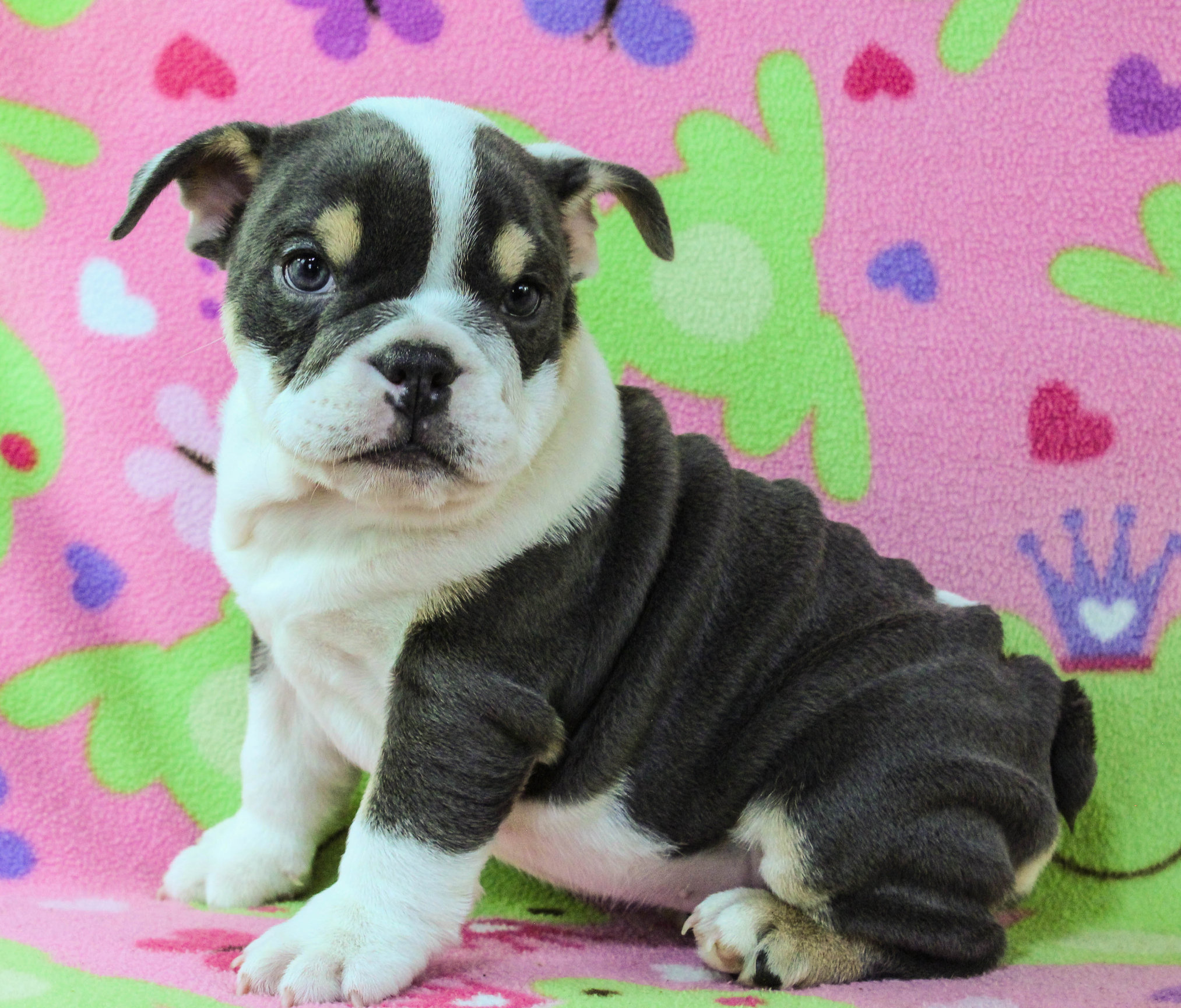 Home of the Smaller AKC English Bulldog Puppies - Newbies