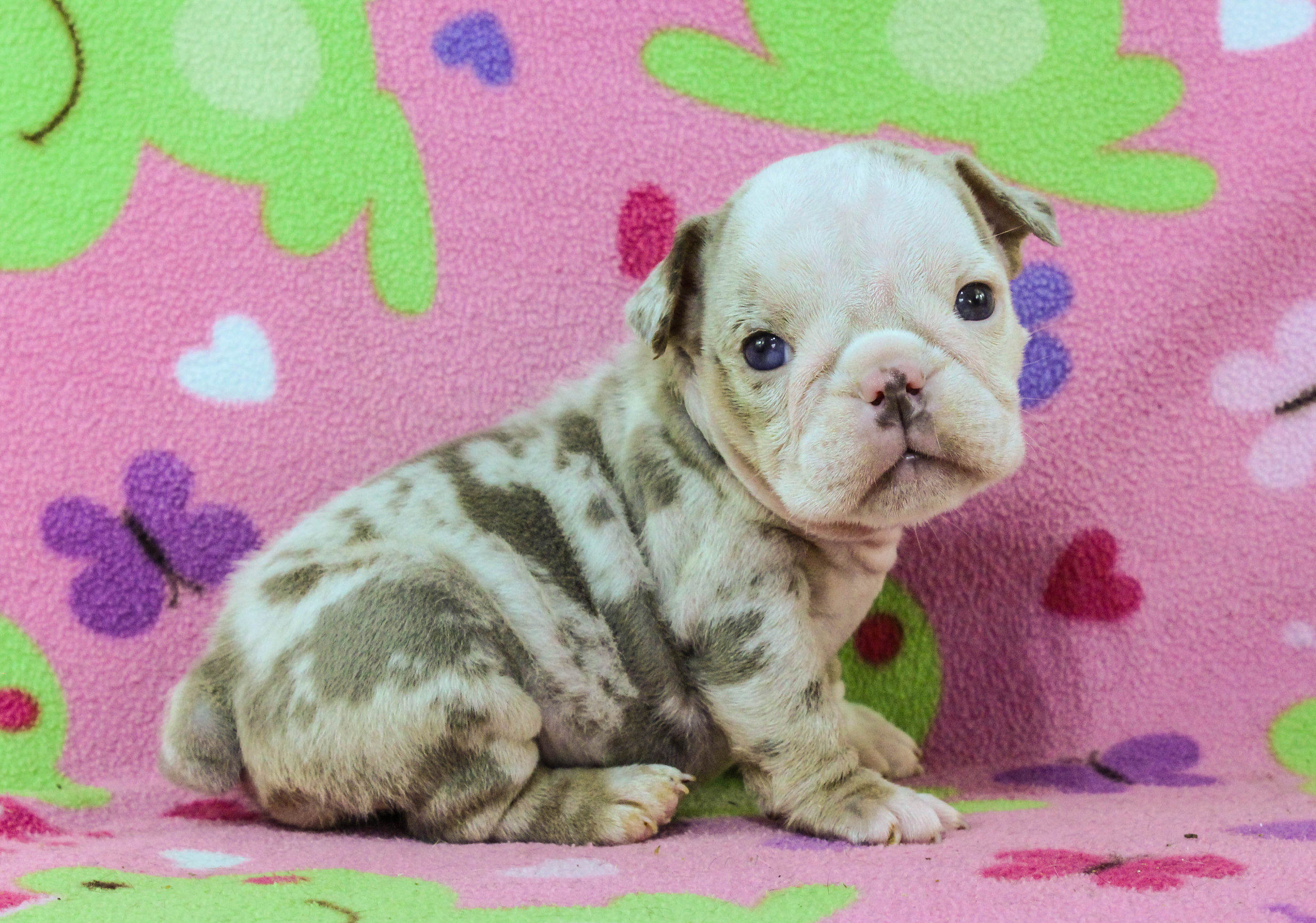 Home of the Smaller AKC English Bulldog Puppies - Newbies