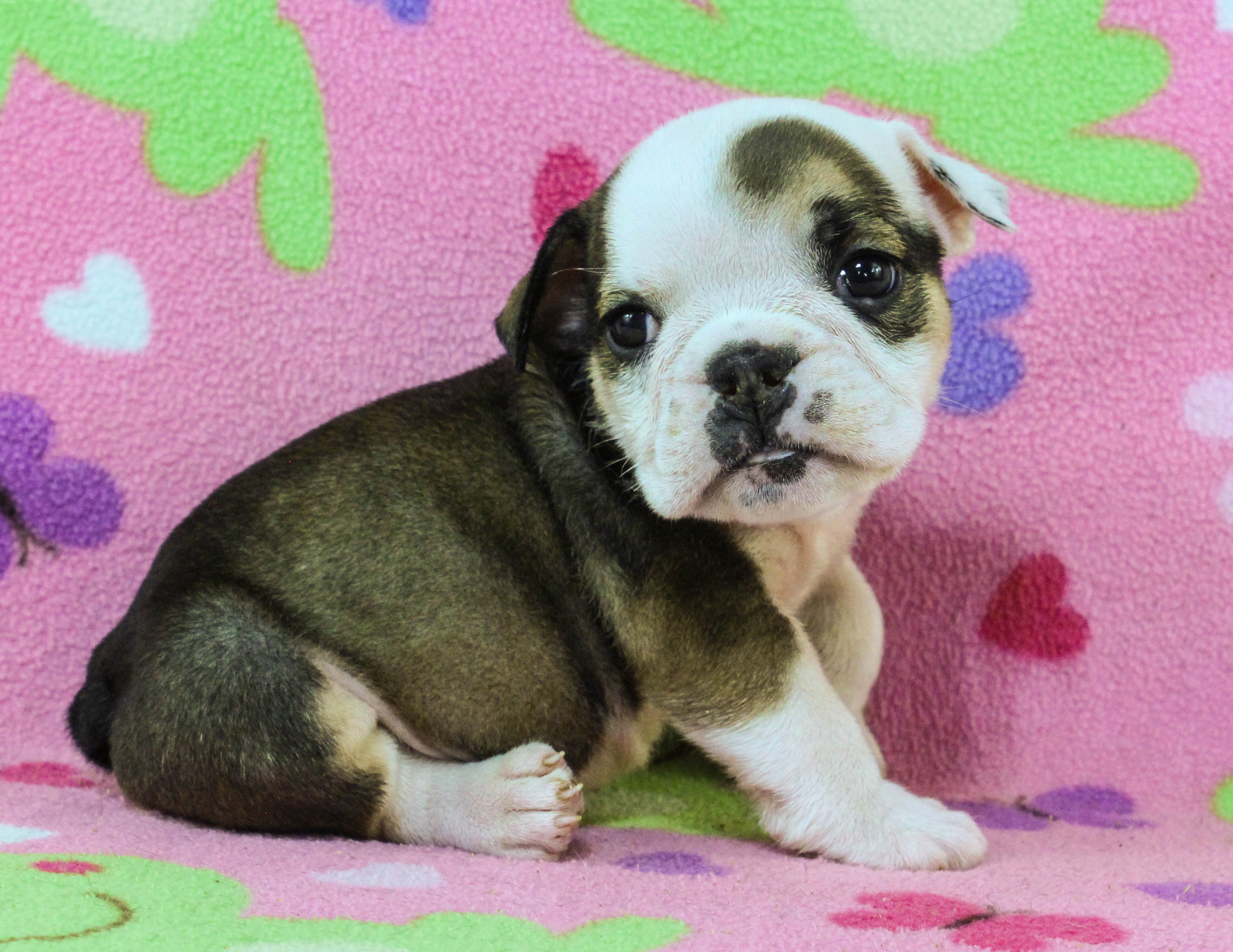 Home of the Smaller AKC English Bulldog Puppies - Newbies