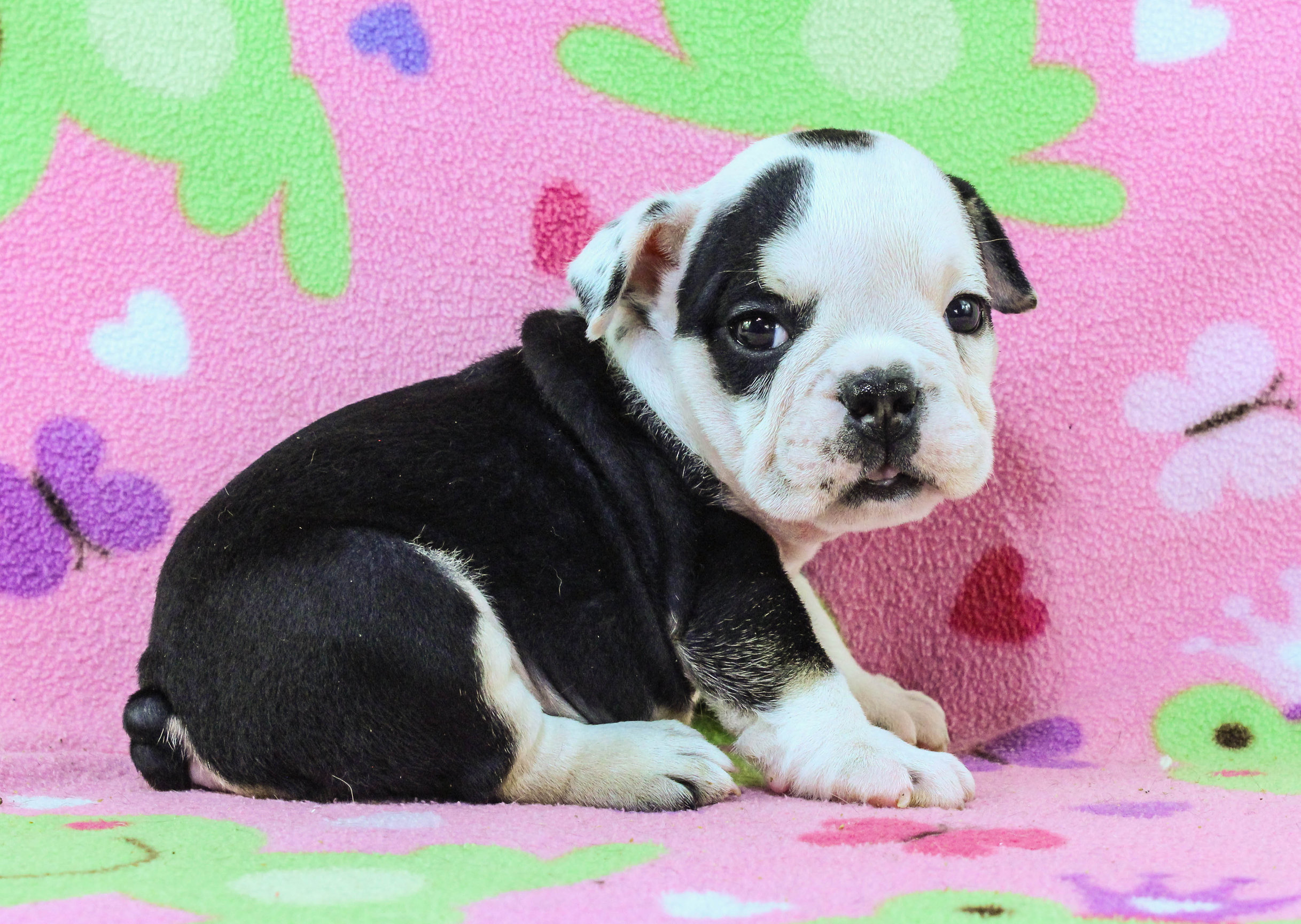 Home of the Smaller AKC English Bulldog Puppies - Newbies