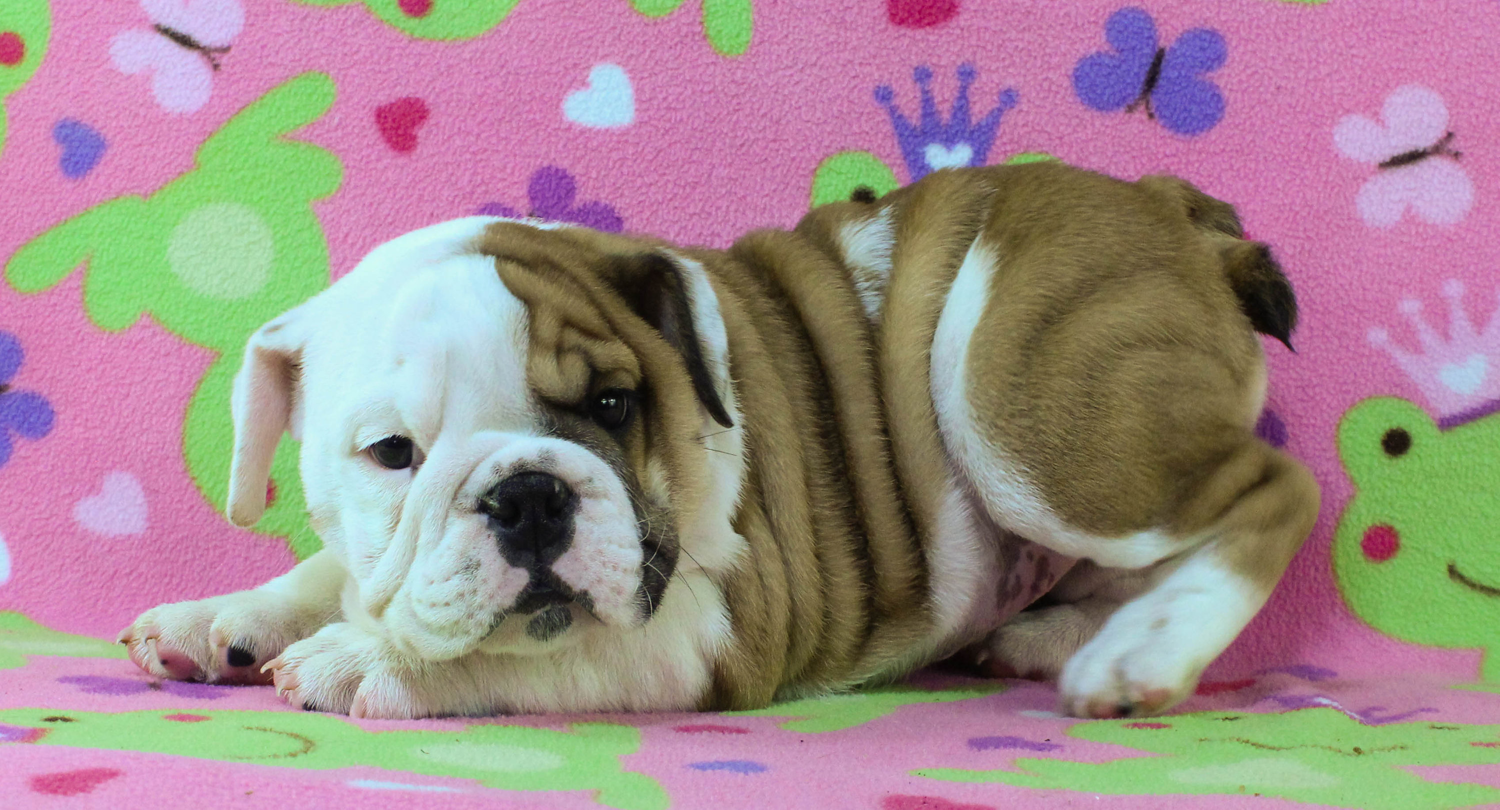 Home of the Smaller AKC English Bulldog Puppies - Newbies