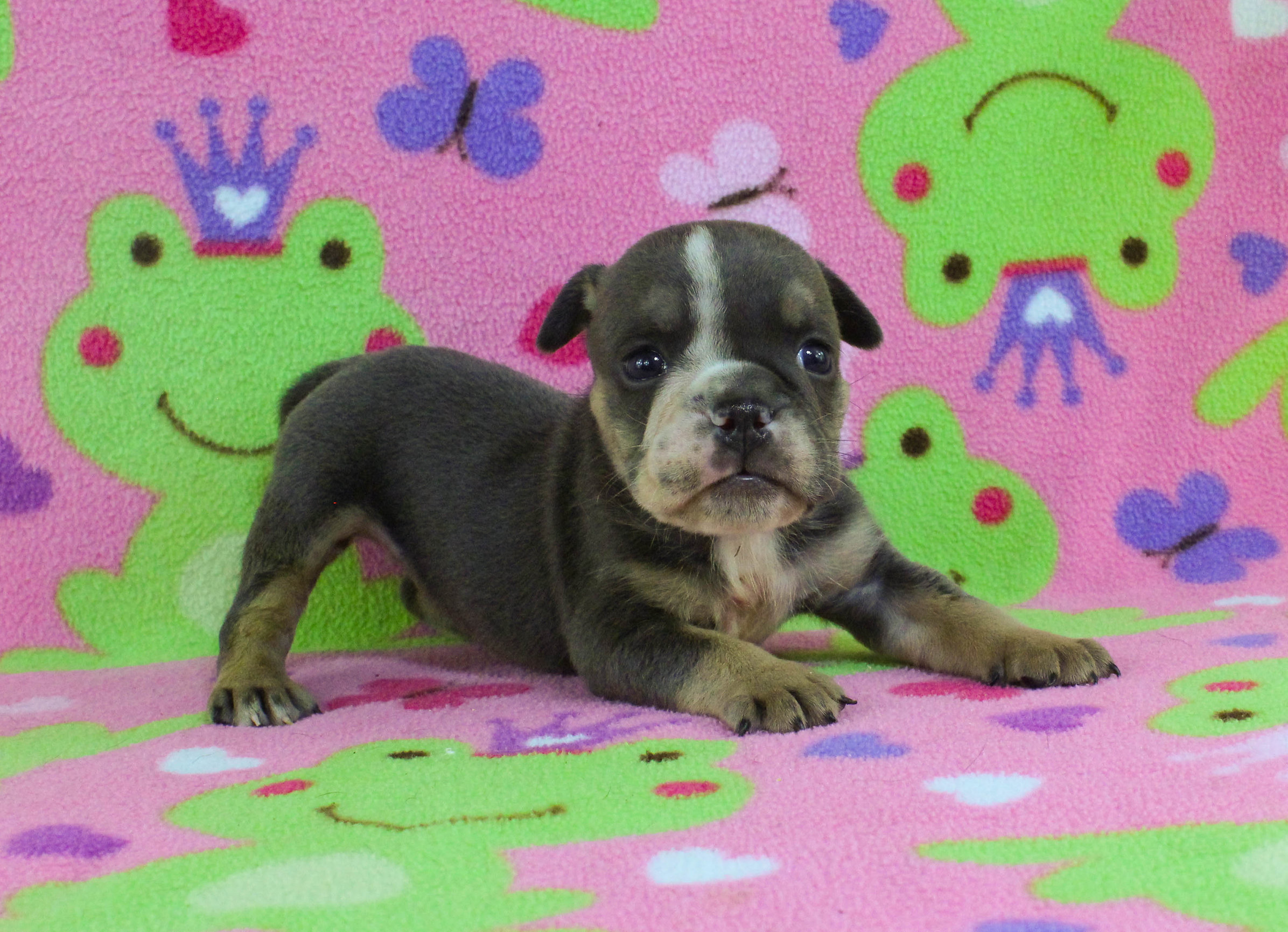 Home of the Smaller AKC English Bulldog Puppies - Newbies