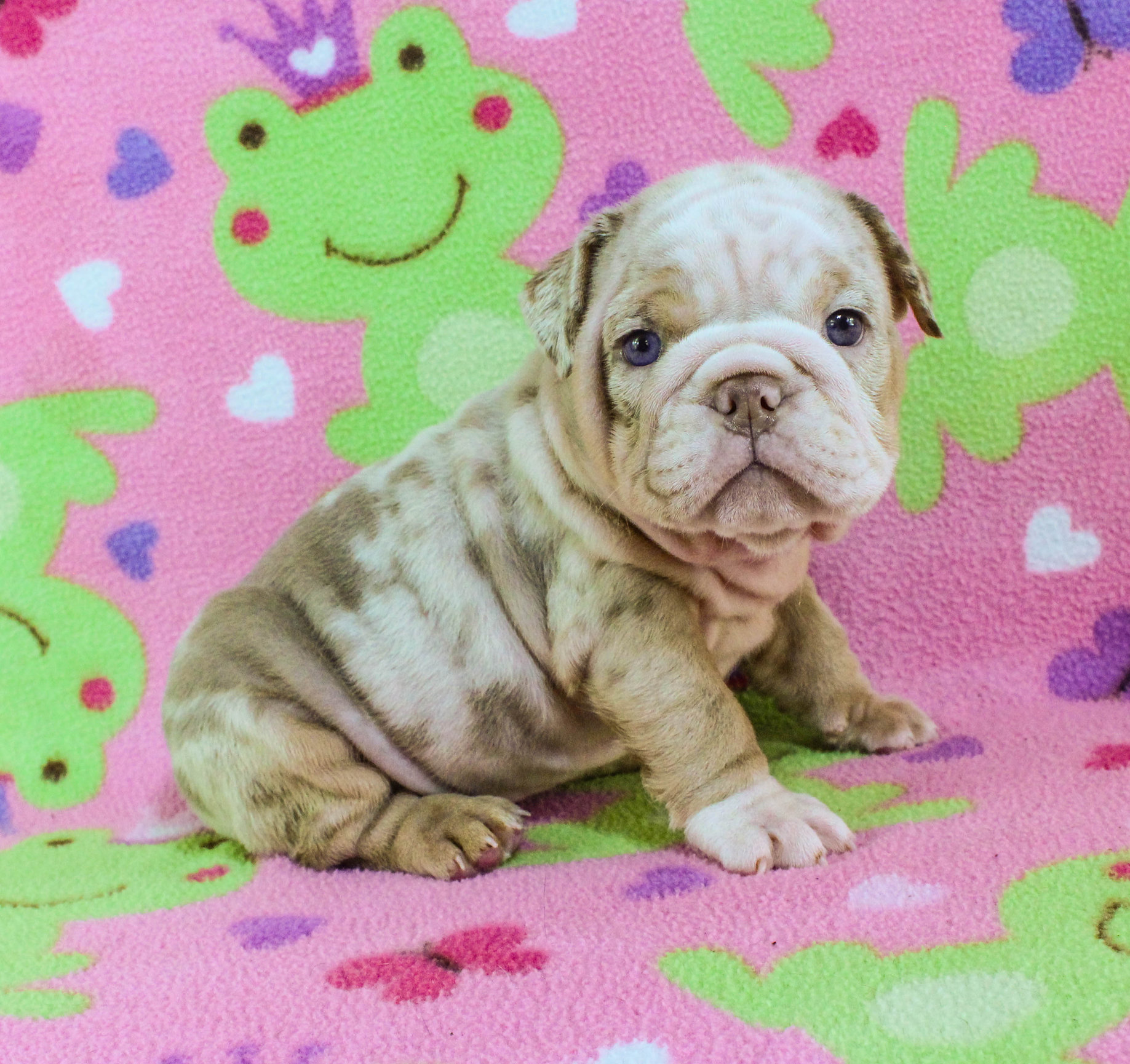 Home of the Smaller AKC English Bulldog Puppies - Newbies