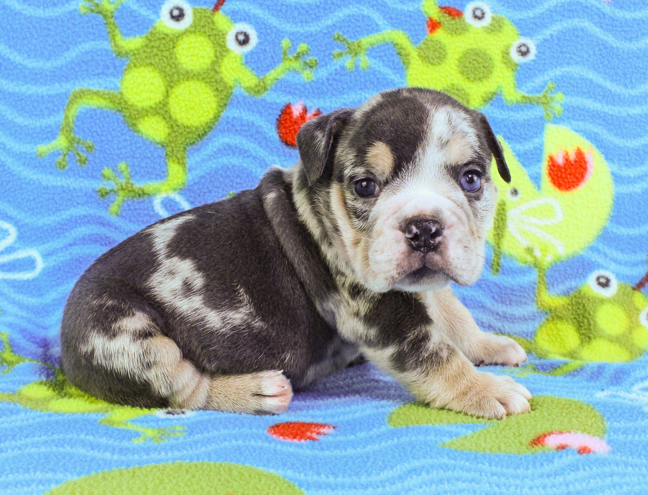 Home of the Smaller AKC English Bulldog Puppies - Newbies