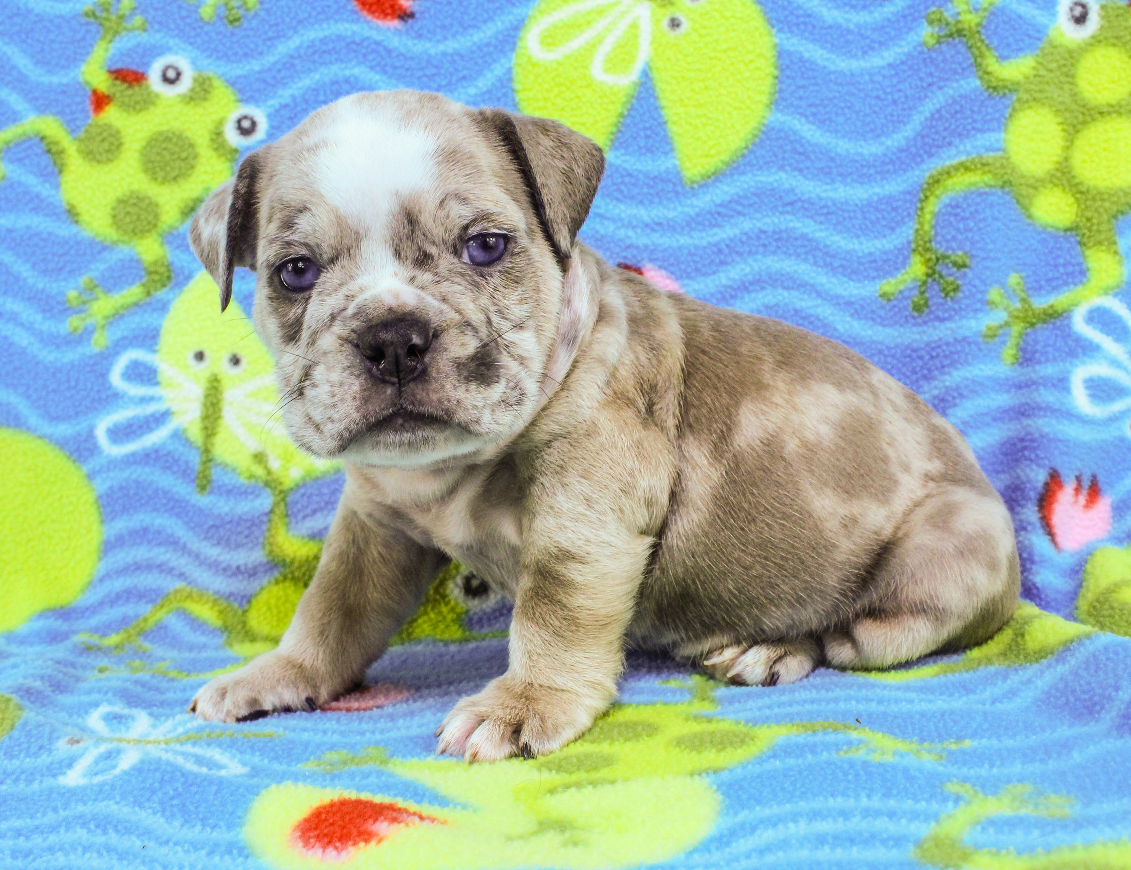 Home of the Smaller AKC English Bulldog Puppies - Newbies