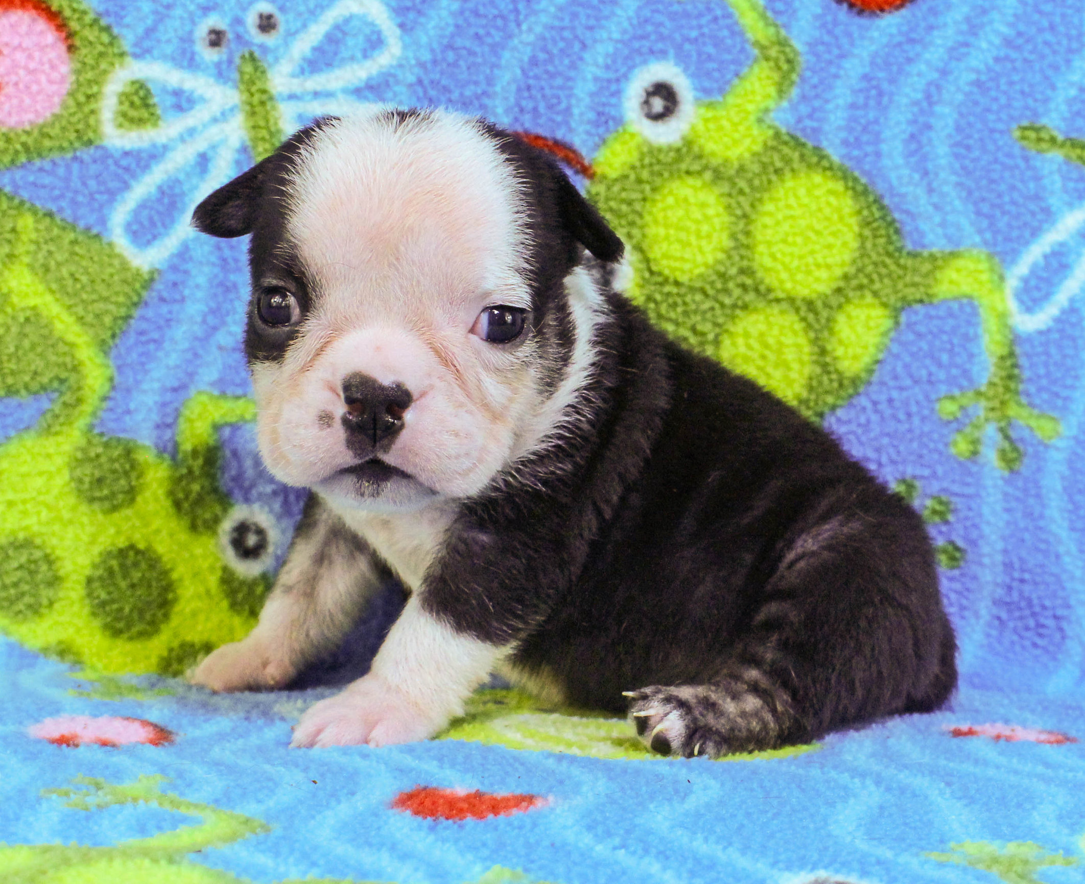 Home of the Smaller AKC English Bulldog Puppies - Newbies