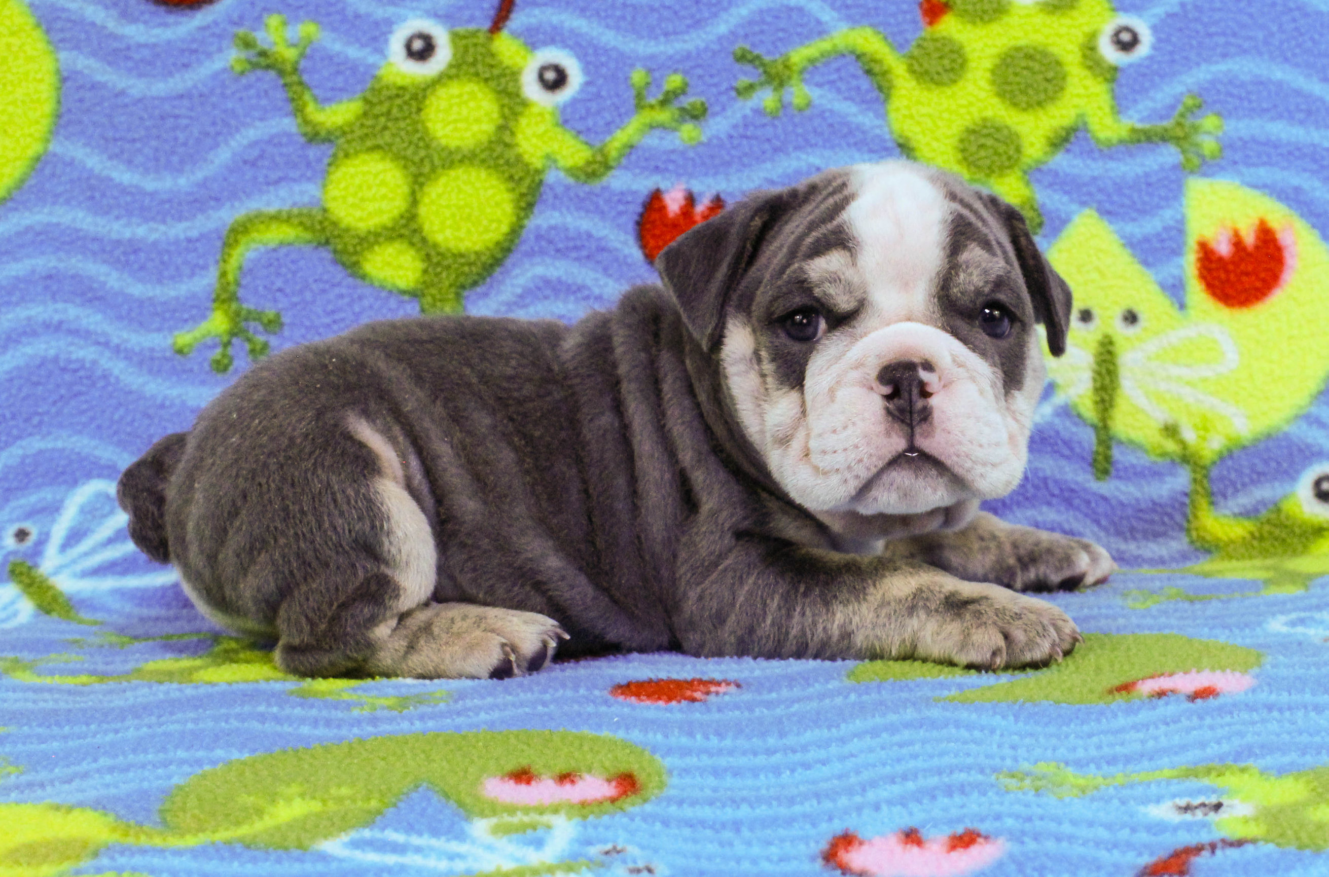 Home of the Smaller AKC English Bulldog Puppies - Newbies