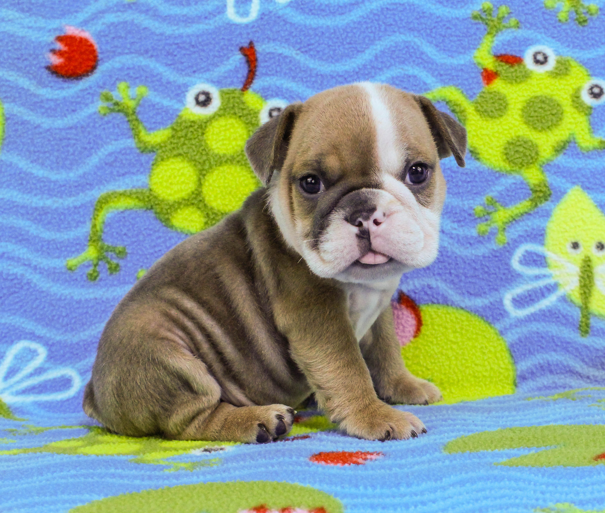 Home of the Smaller AKC English Bulldog Puppies - Newbies