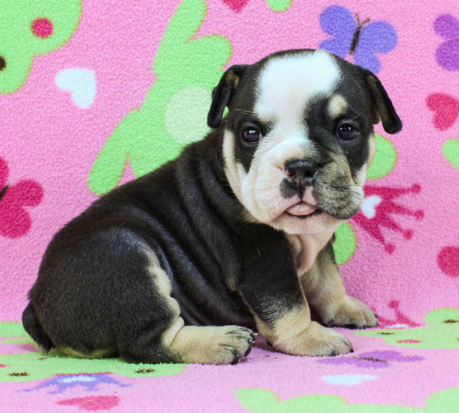 Home of the Smaller AKC English Bulldog Puppies - Newbies