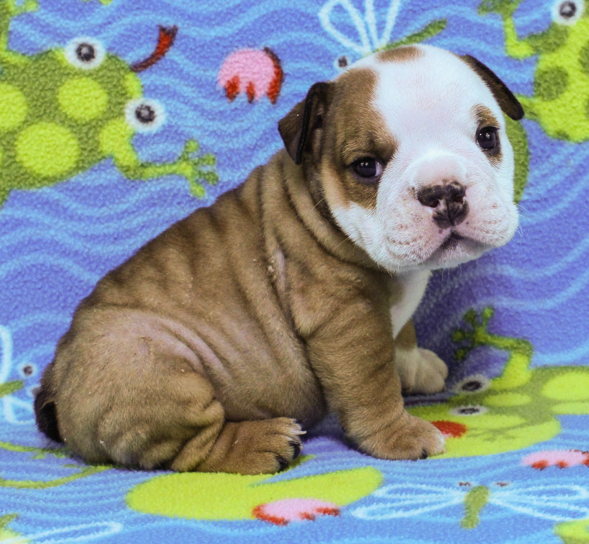 Affordable english bulldog puppies fashion