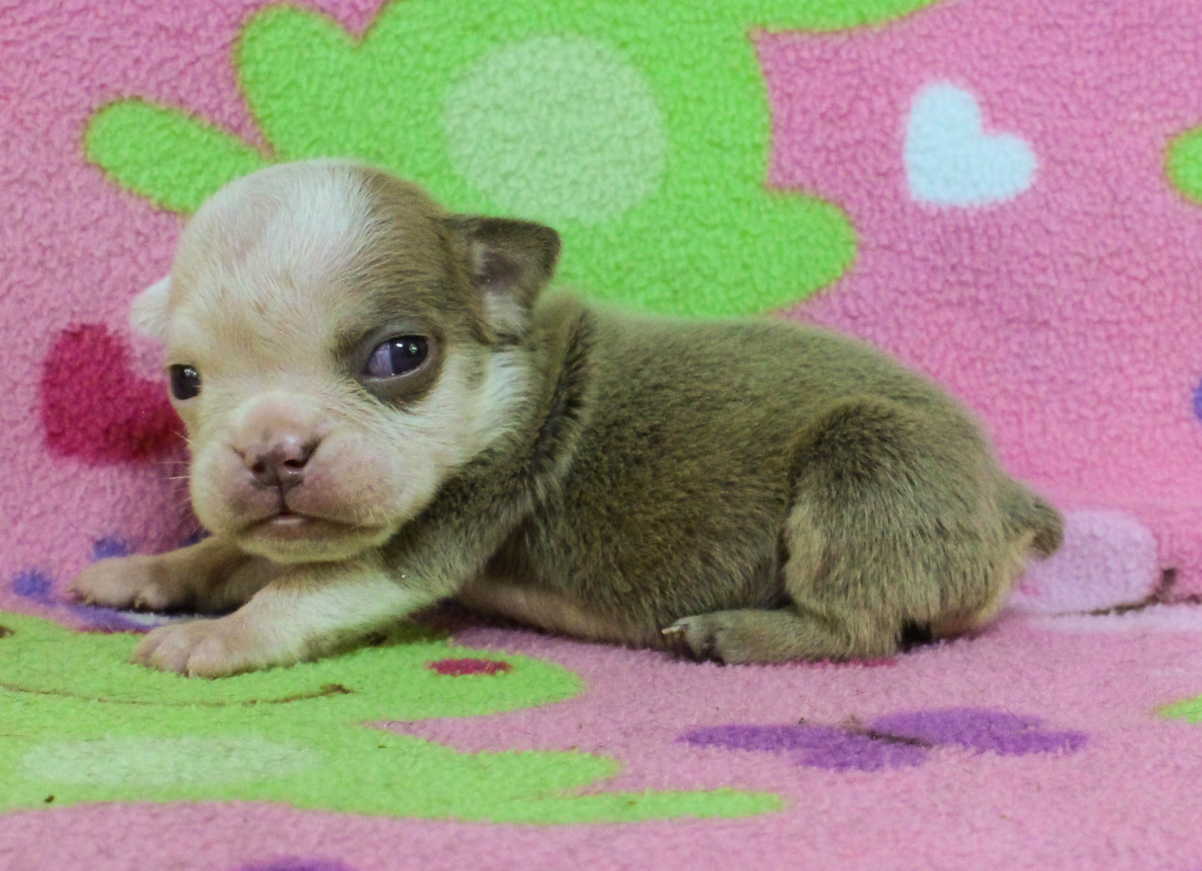 Home of the Smaller AKC English Bulldog Puppies - Newbies