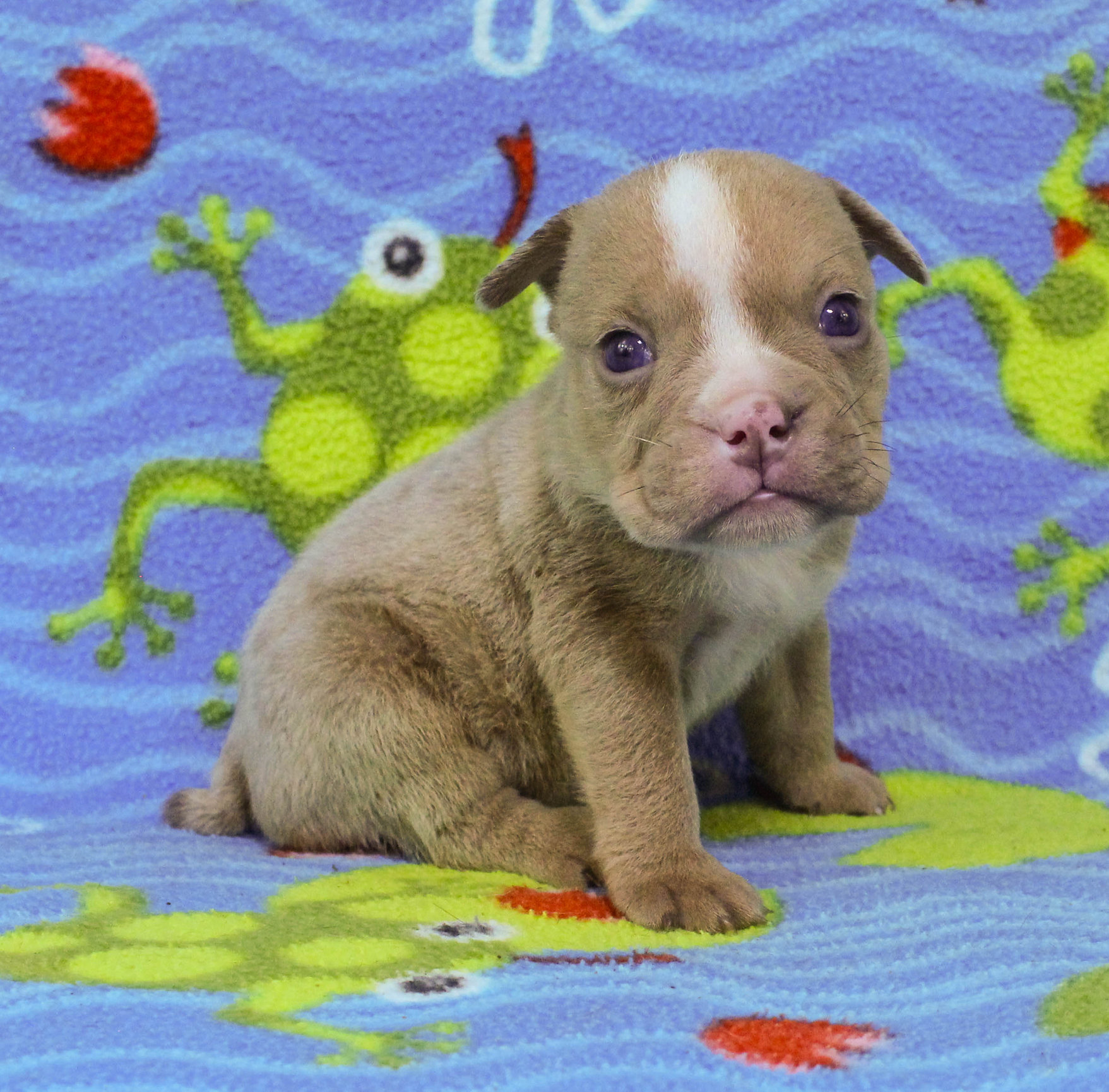 Home of the Smaller AKC English Bulldog Puppies - Newbies