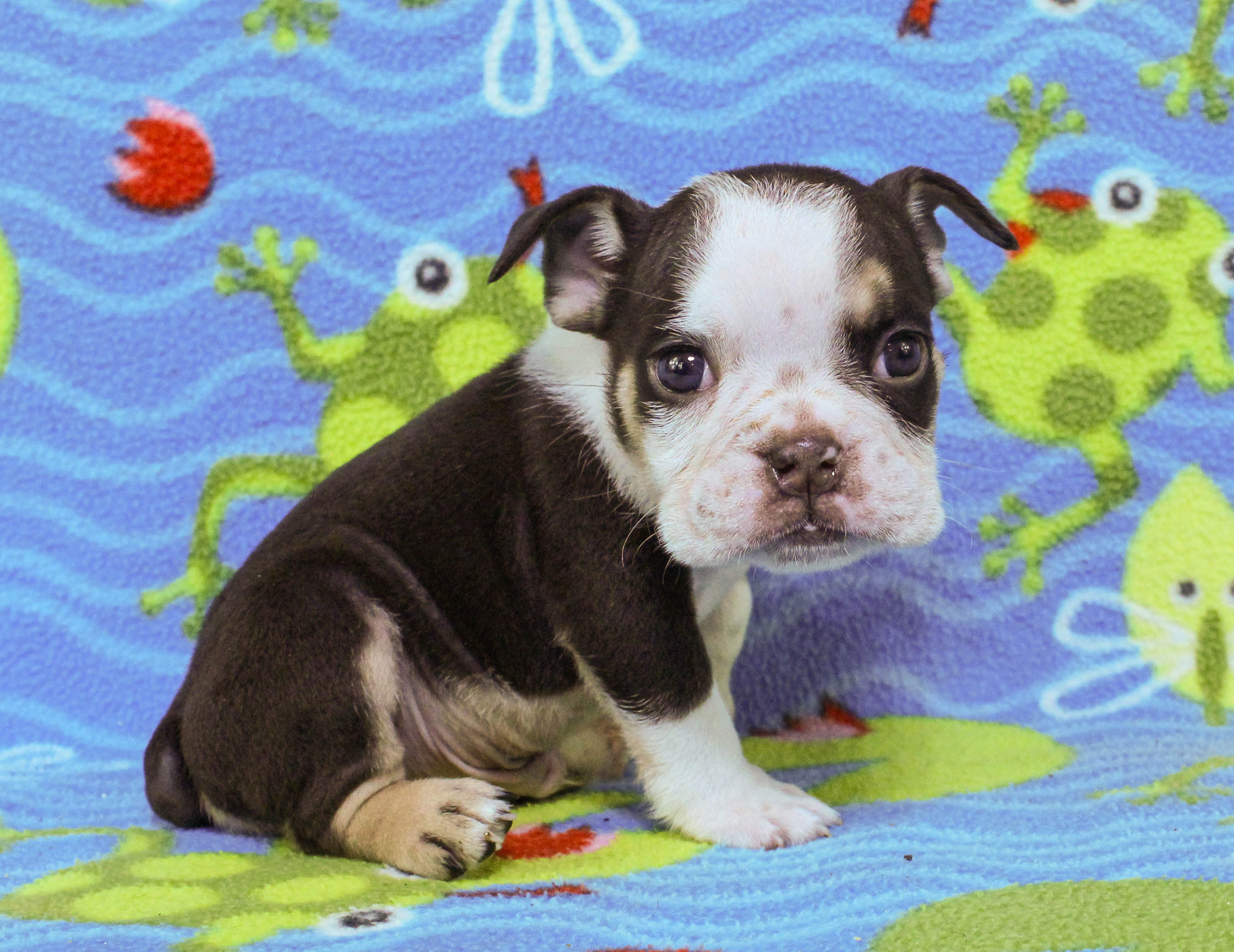 Home of the Smaller AKC English Bulldog Puppies - Newbies