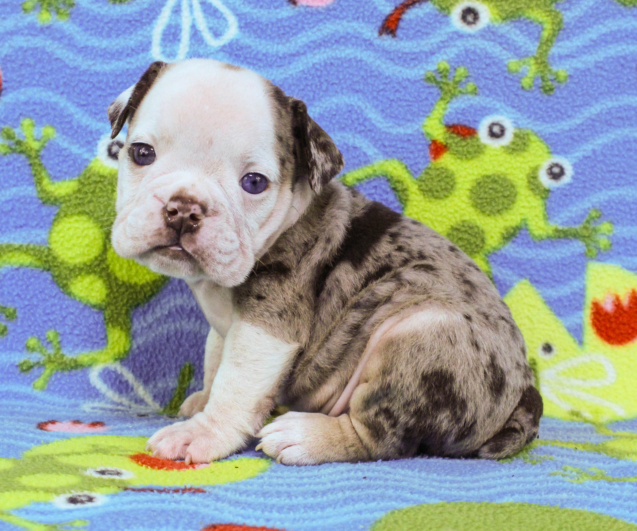 Home of the Smaller AKC English Bulldog Puppies - Newbies