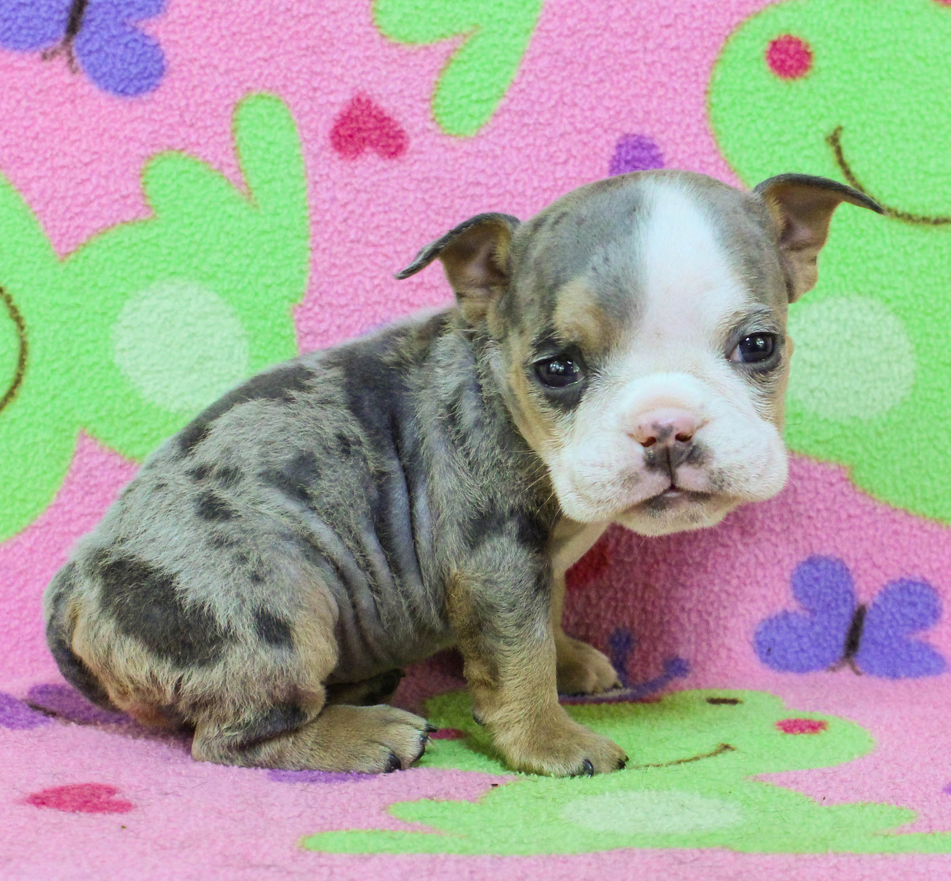 Home of the Smaller AKC English Bulldog Puppies - Newbies