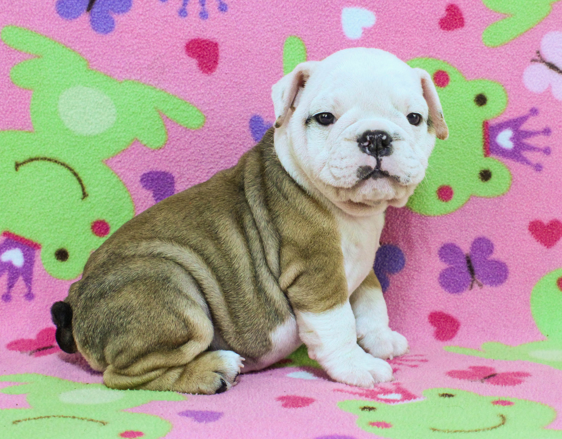 Home of the Smaller AKC English Bulldog Puppies - Newbies