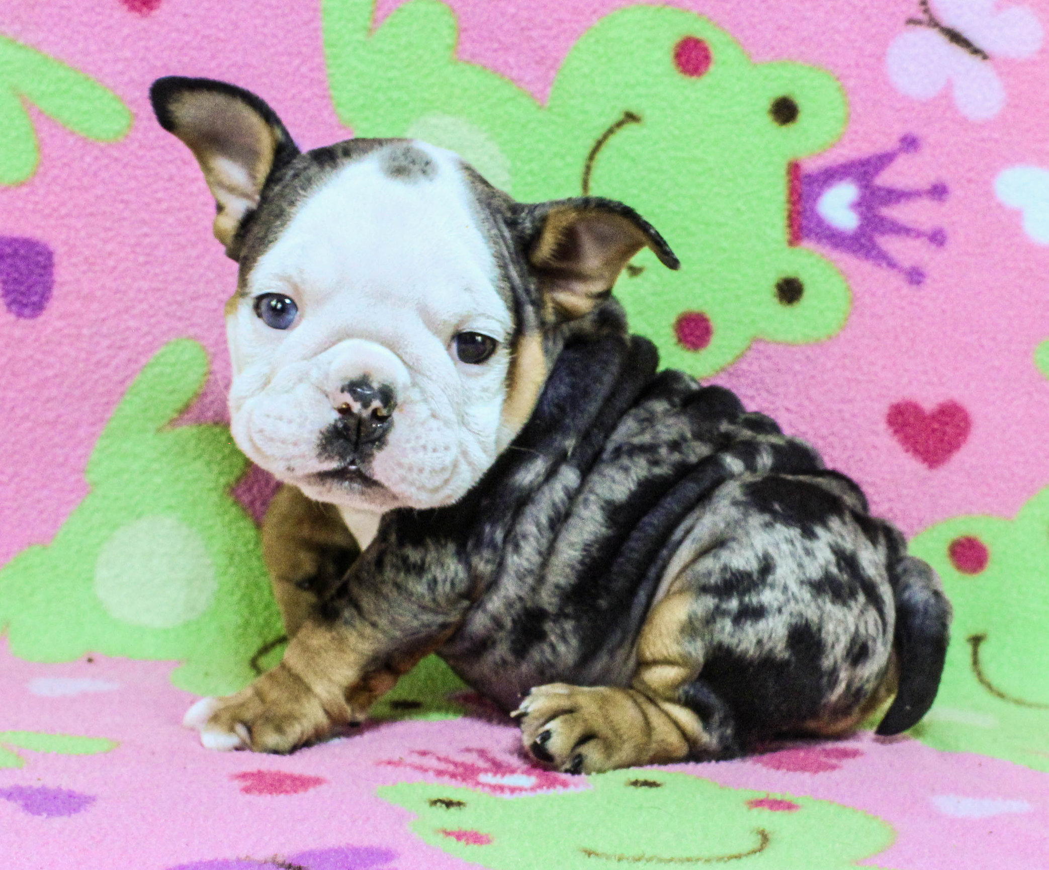 Home of the Smaller AKC English Bulldog Puppies - Newbies