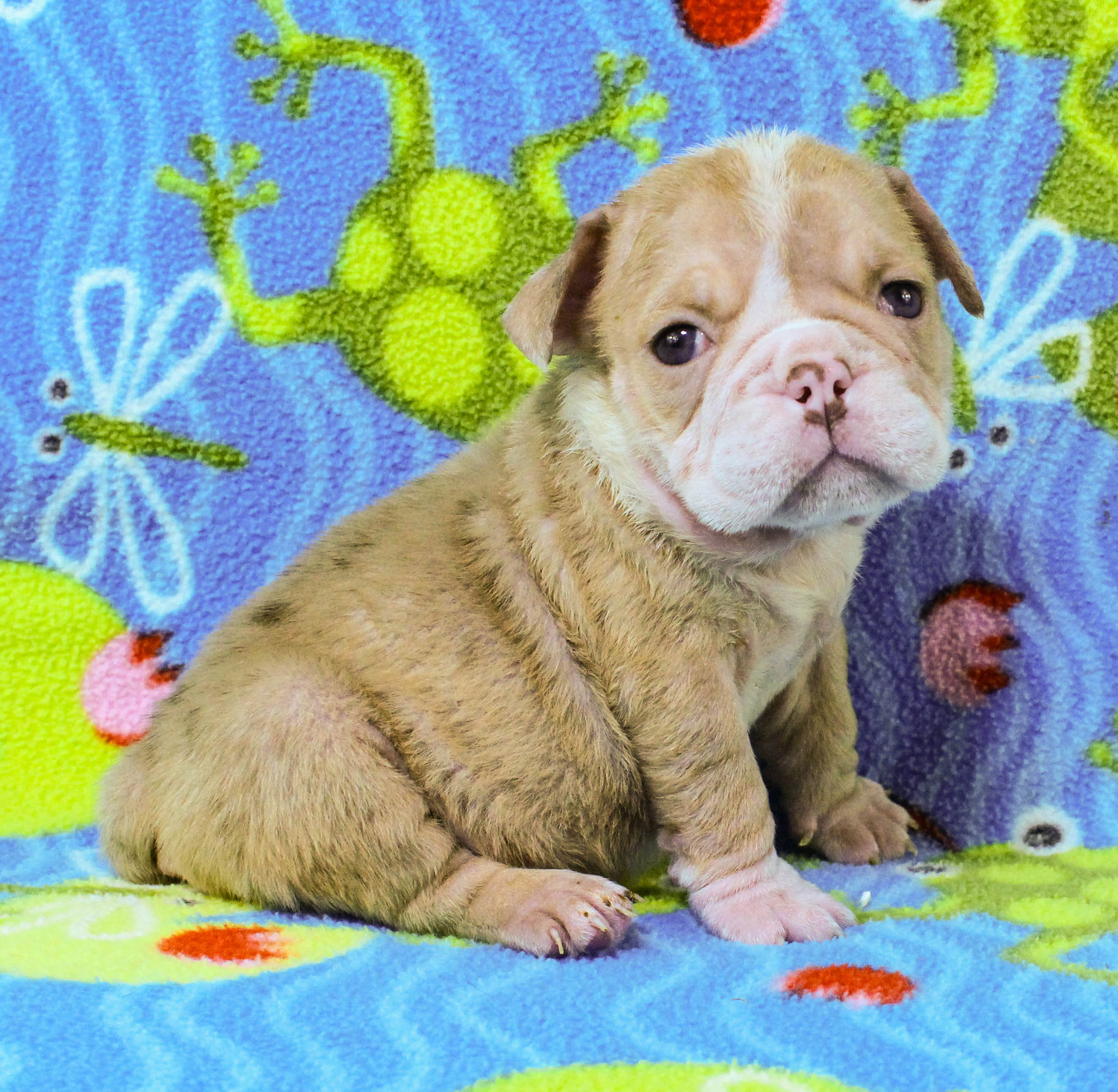 Home of the Smaller AKC English Bulldog Puppies - Newbies