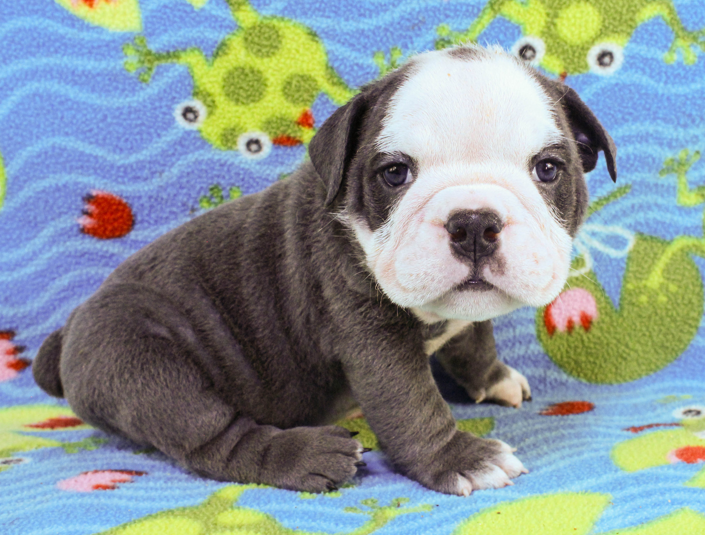 Home of the Smaller AKC English Bulldog Puppies - Newbies