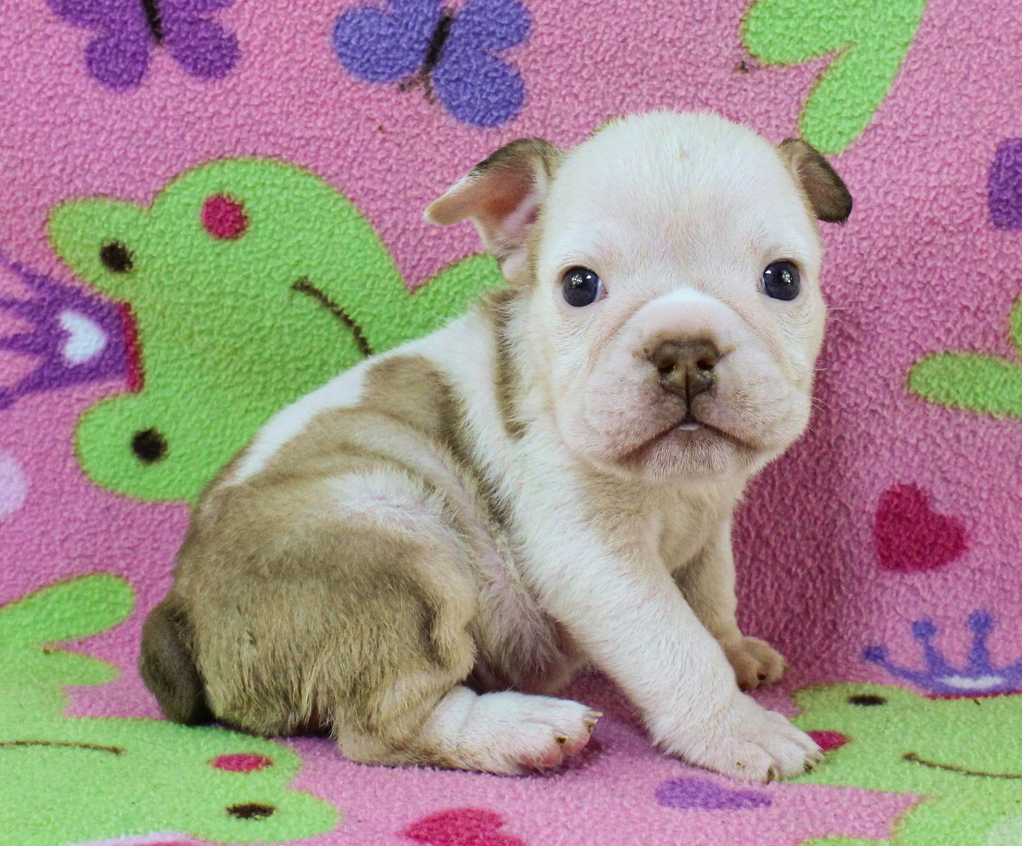 Home of the Smaller AKC English Bulldog Puppies - Newbies