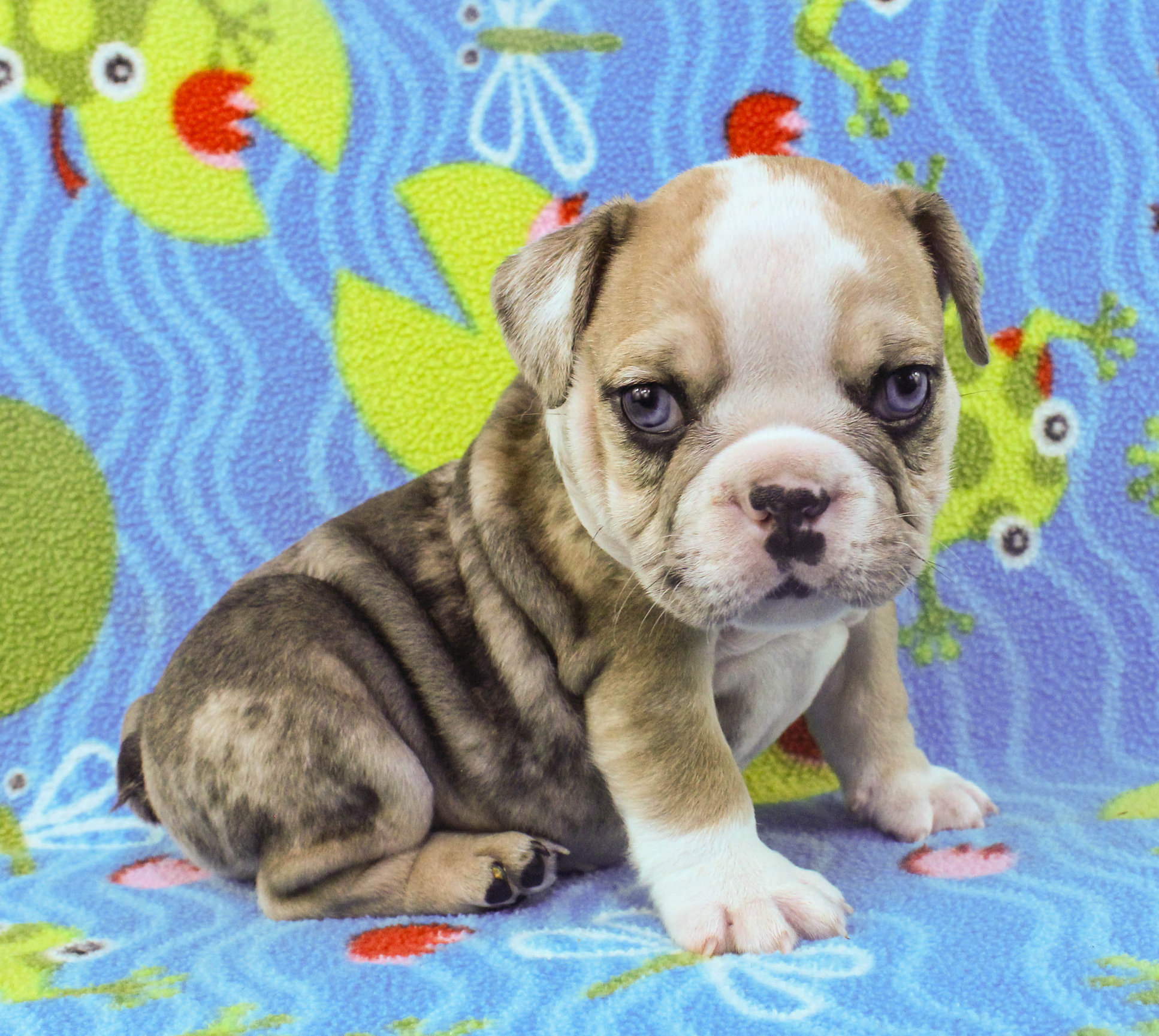 Home of the Smaller AKC English Bulldog Puppies - Newbies