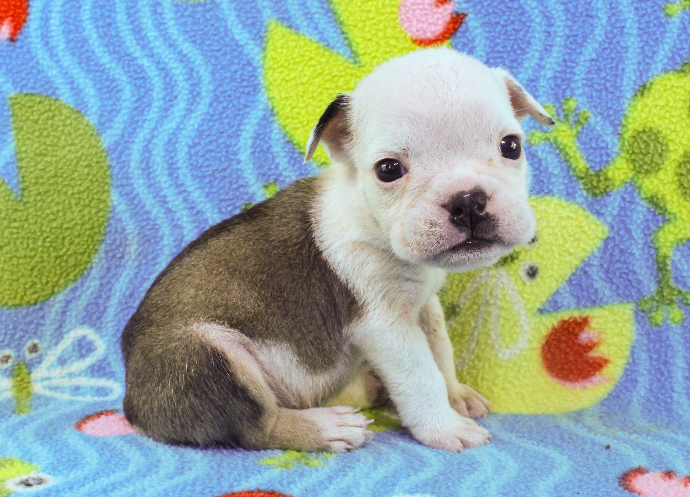 Home of the Smaller AKC English Bulldog Puppies - Newbies