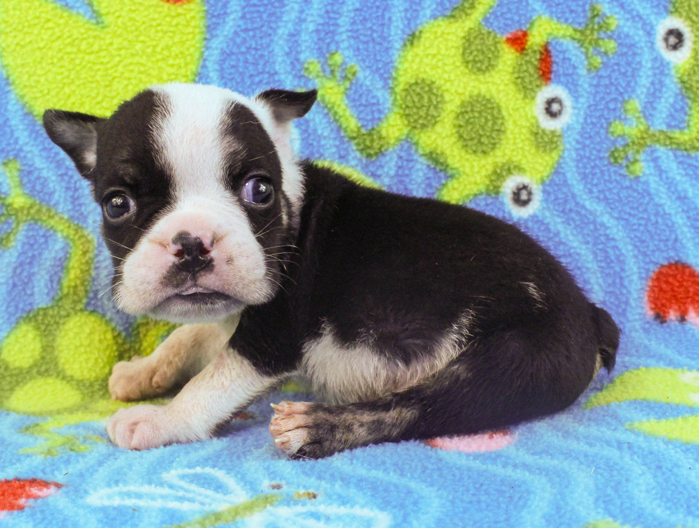 Home of the Smaller AKC English Bulldog Puppies - Newbies
