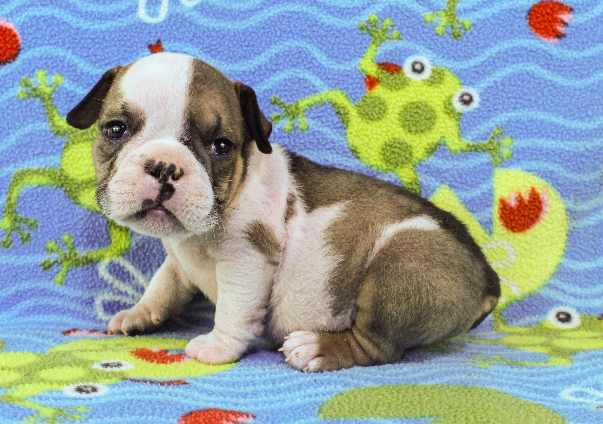 Home of the Smaller AKC English Bulldog Puppies - Newbies