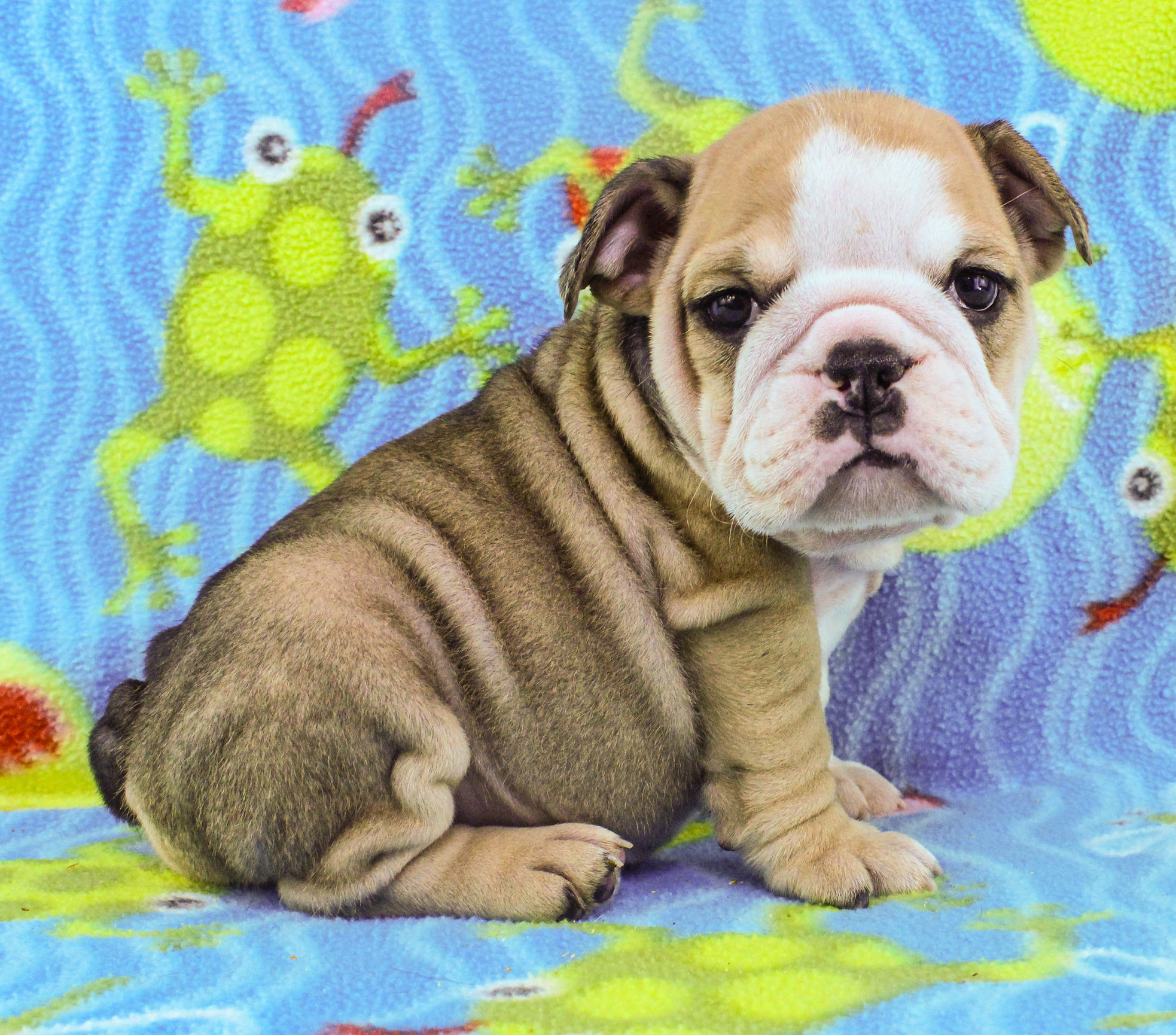 Home of the Smaller AKC English Bulldog Puppies - Newbies