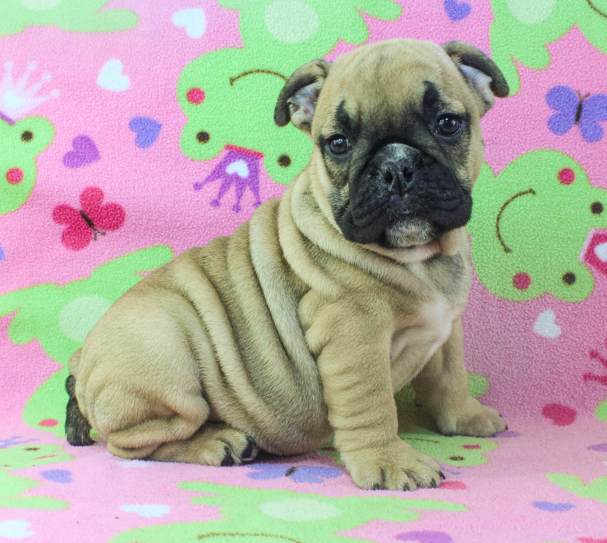 Home of the Smaller AKC English Bulldog Puppies - Newbies