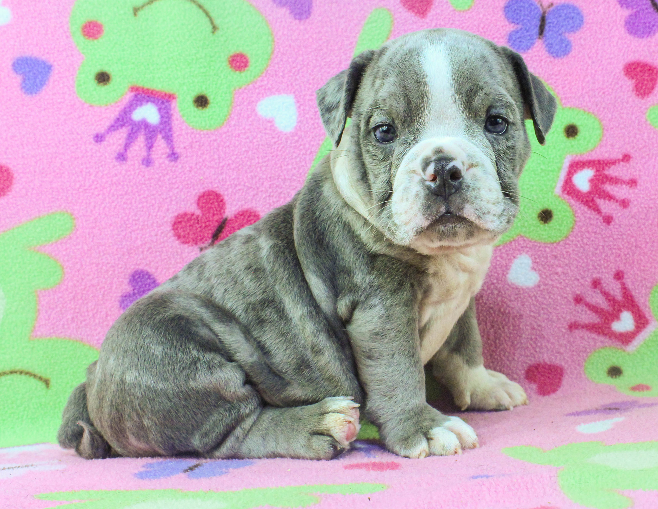 Home of the Smaller AKC English Bulldog Puppies - Newbies