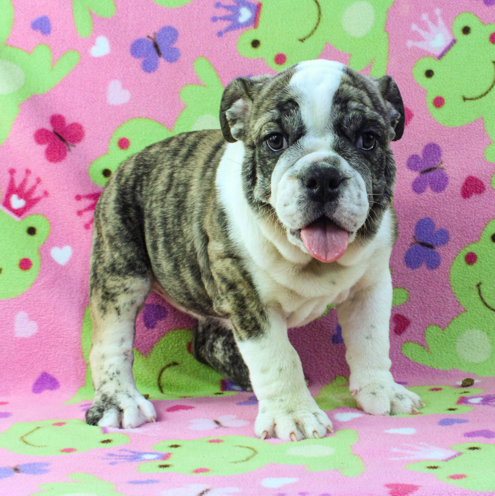 Home of the Smaller AKC English Bulldog Puppies - Newbies