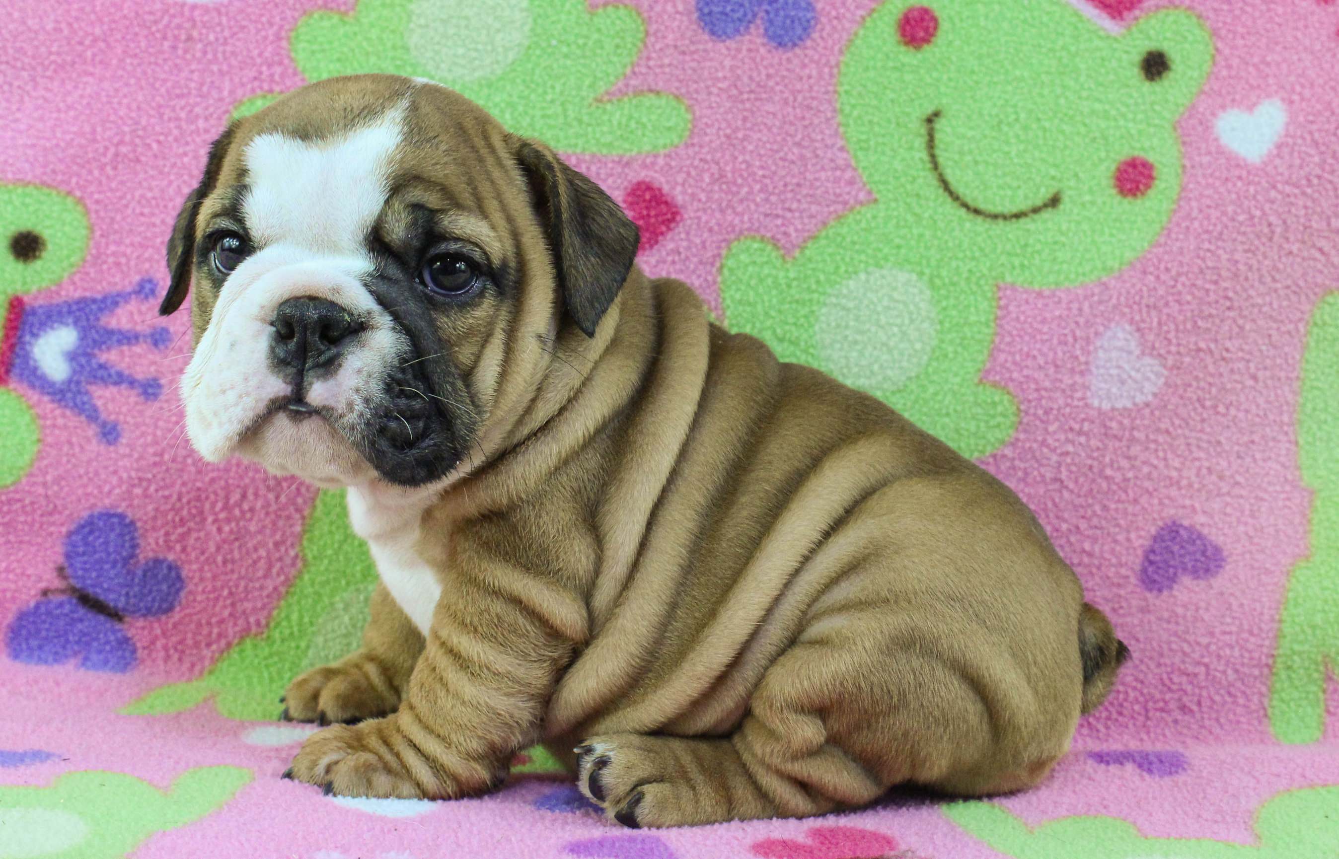 Home of the Smaller AKC English Bulldog Puppies - Newbies