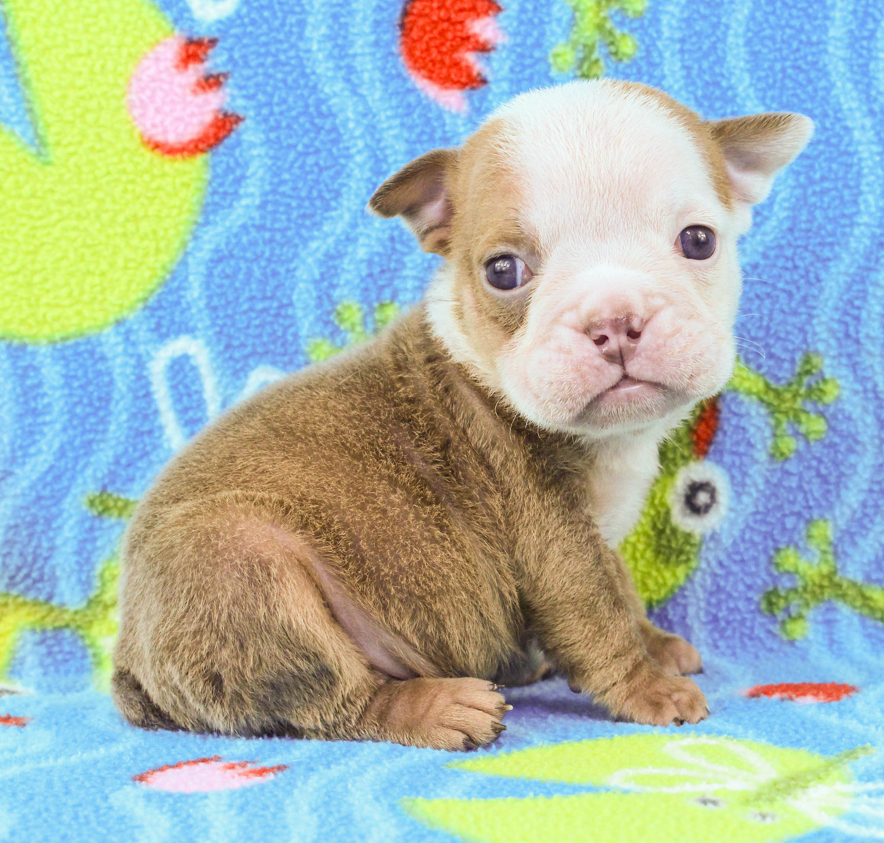 Home of the Smaller AKC English Bulldog Puppies - Newbies