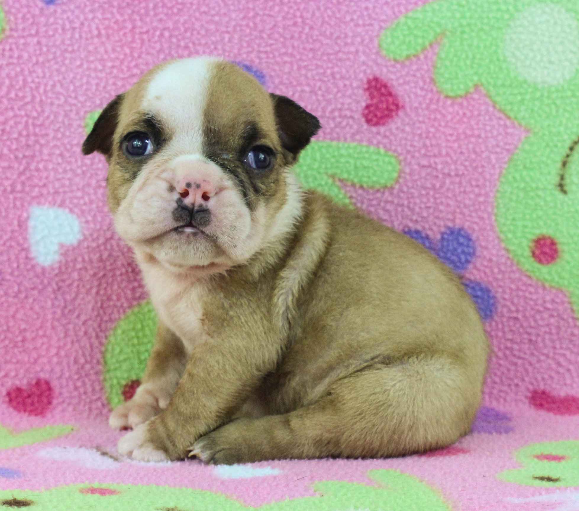 Home of the Smaller AKC English Bulldog Puppies - Newbies