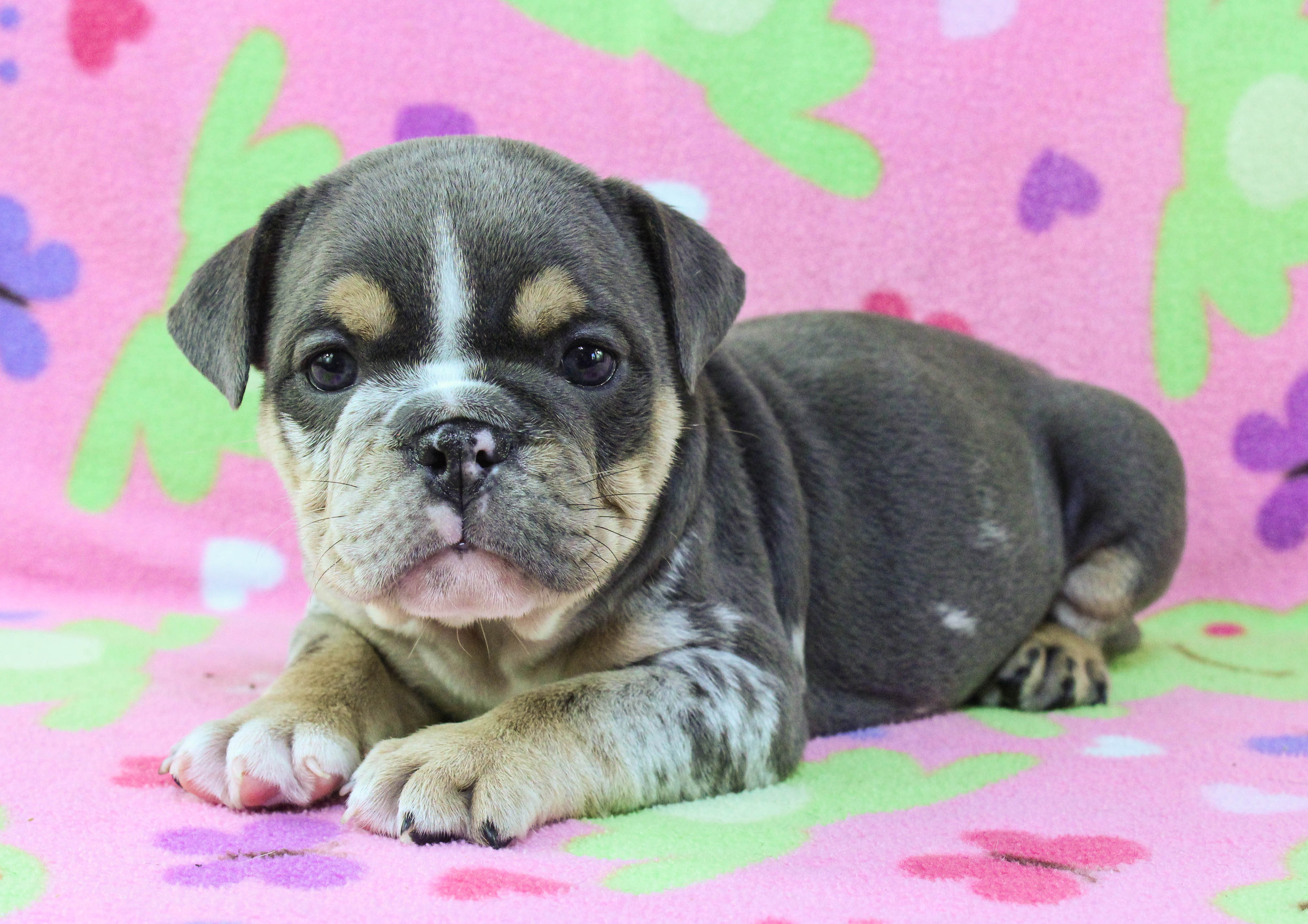 Home of the Smaller AKC English Bulldog Puppies - Newbies