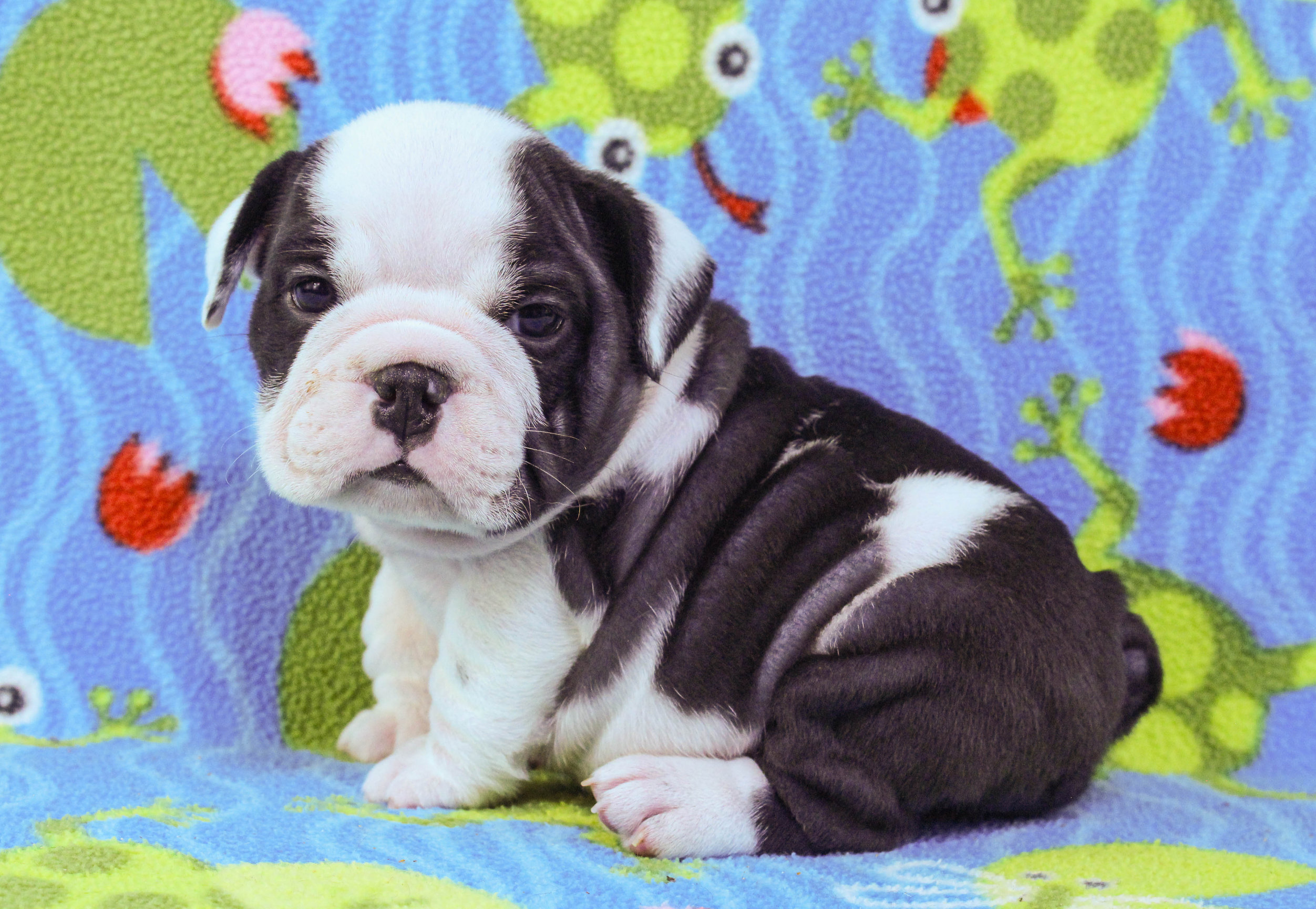 Home of the Smaller AKC English Bulldog Puppies - Newbies