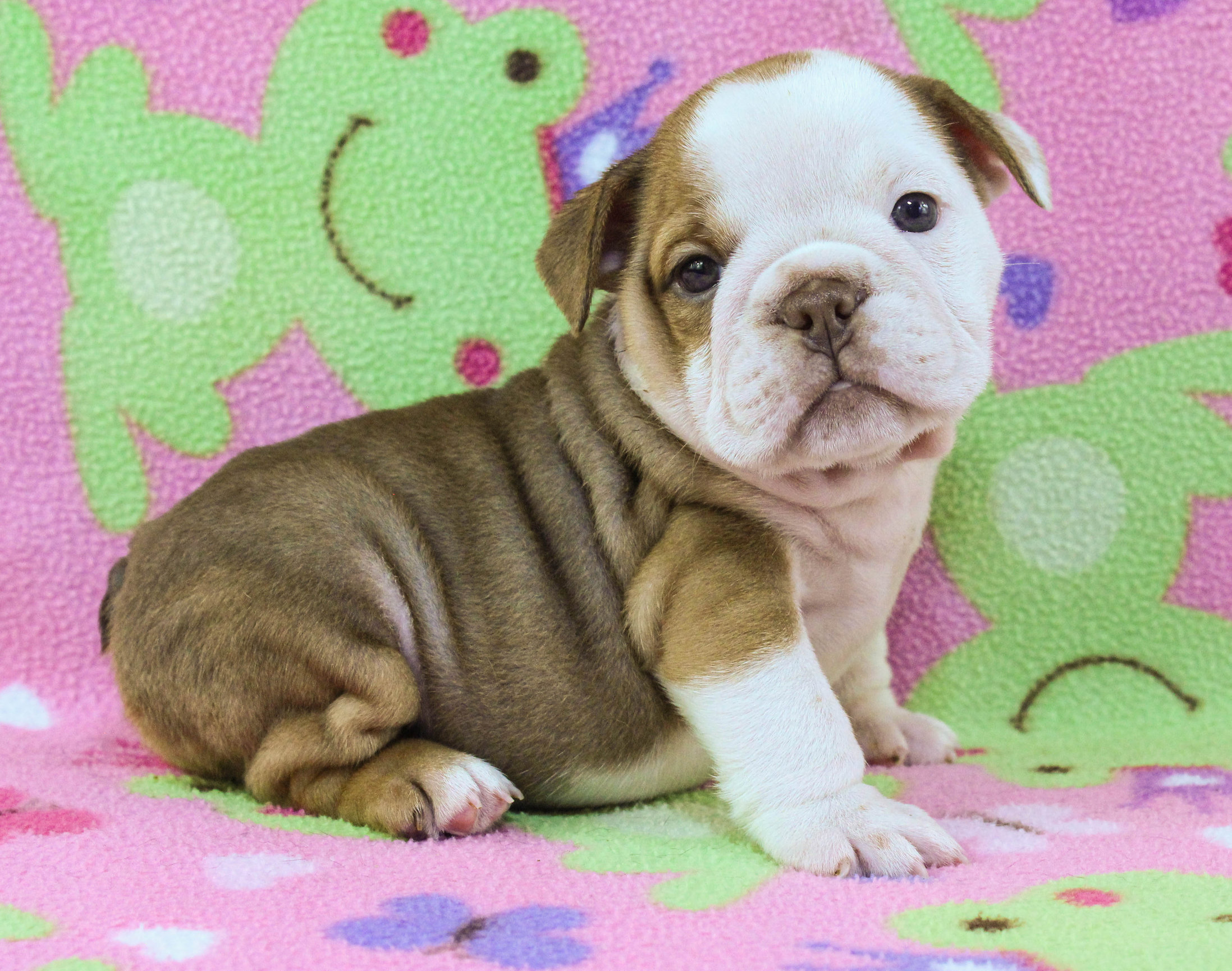 Home of the Smaller AKC English Bulldog Puppies - Newbies