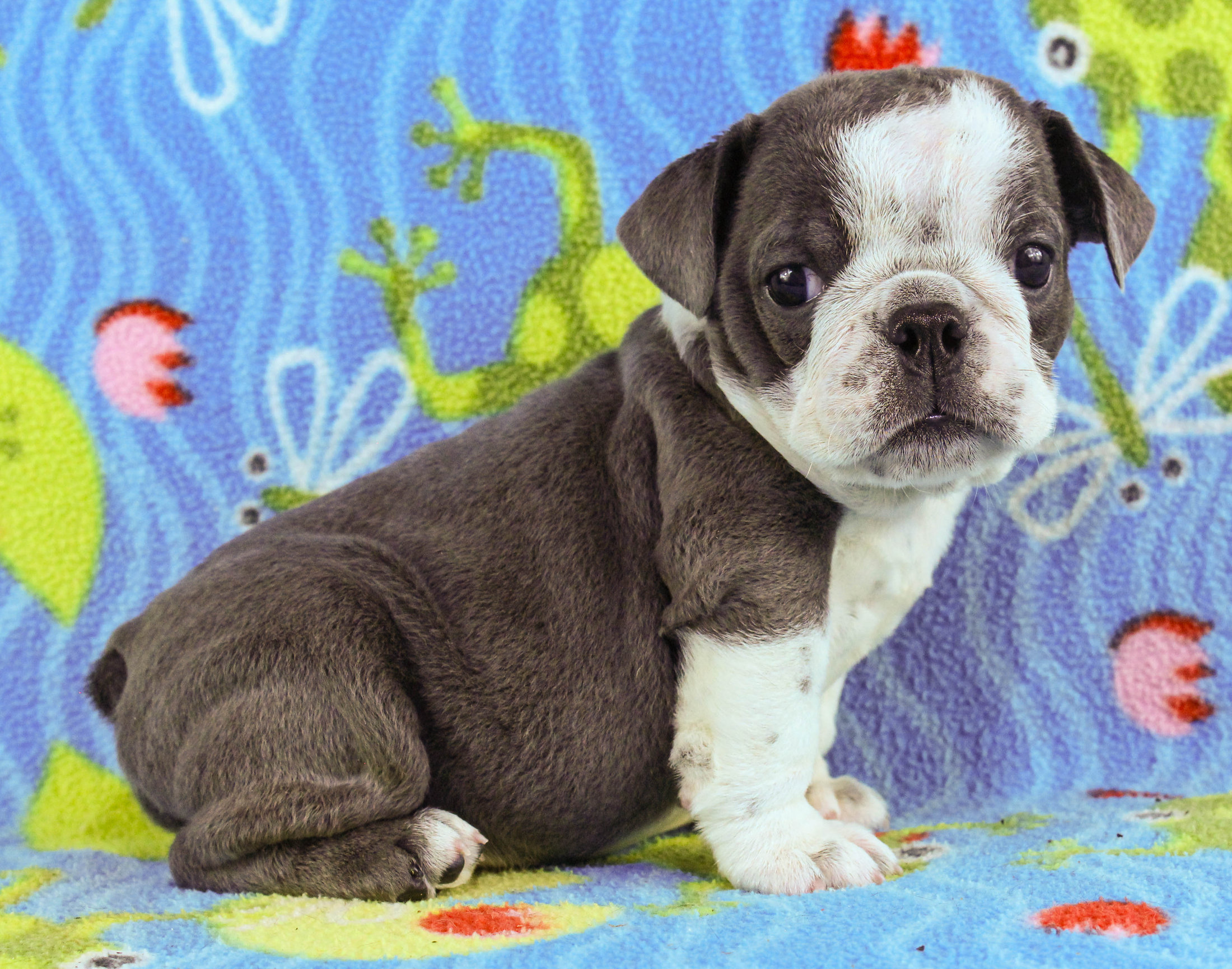 Home of the Smaller AKC English Bulldog Puppies - Newbies