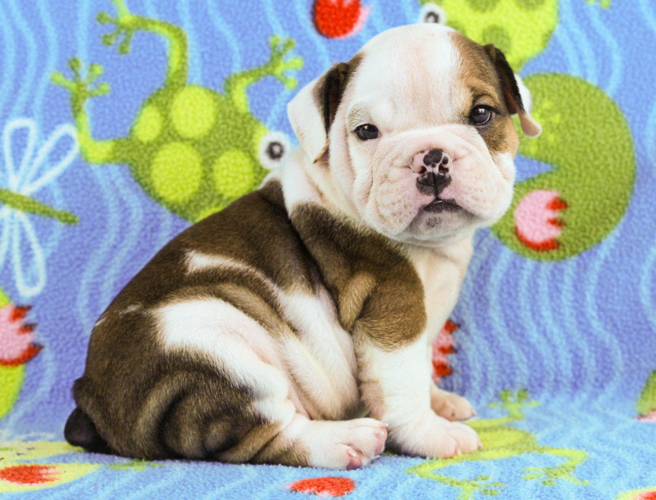 Home of the Smaller AKC English Bulldog Puppies - Newbies