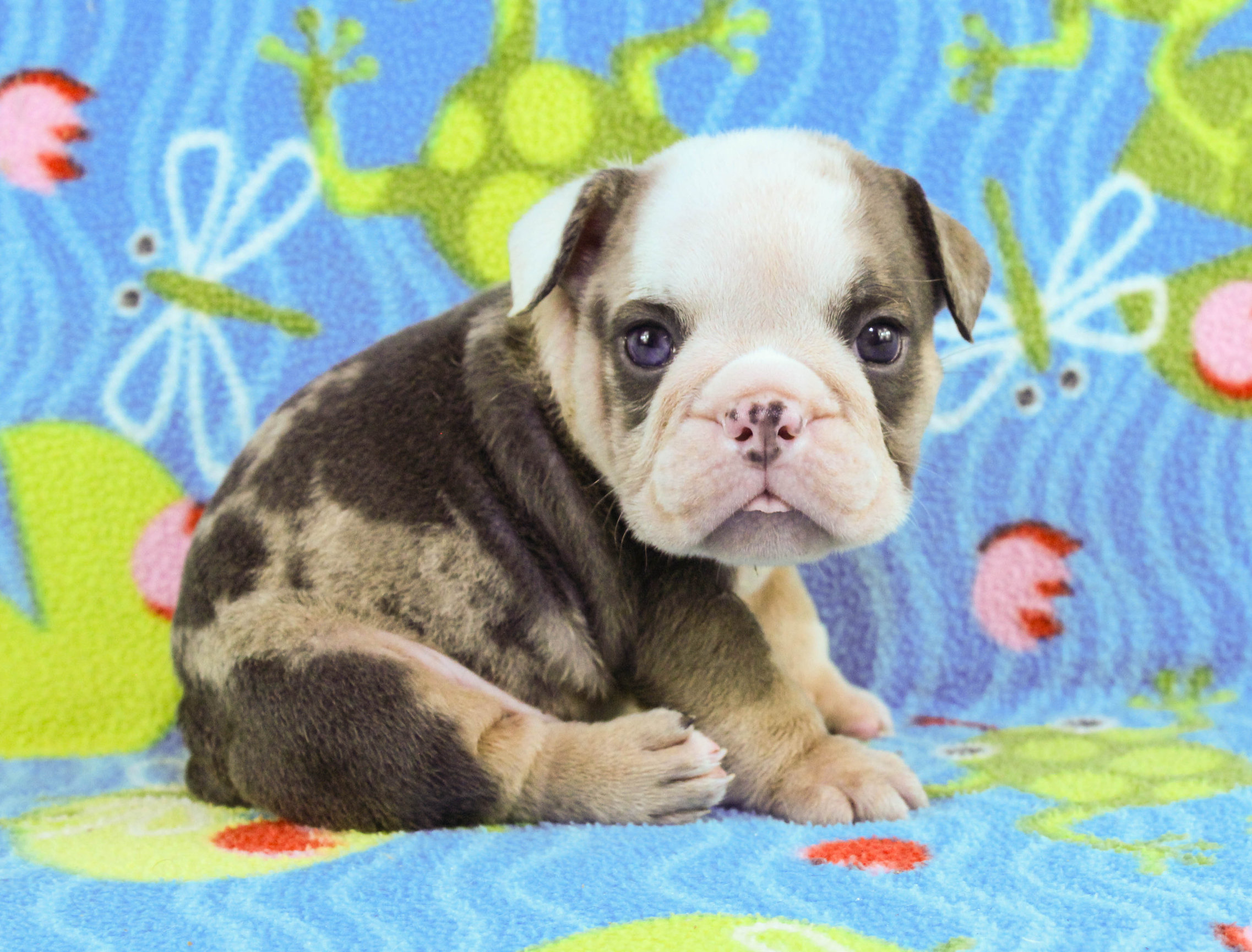 Home of the Smaller AKC English Bulldog Puppies - Newbies