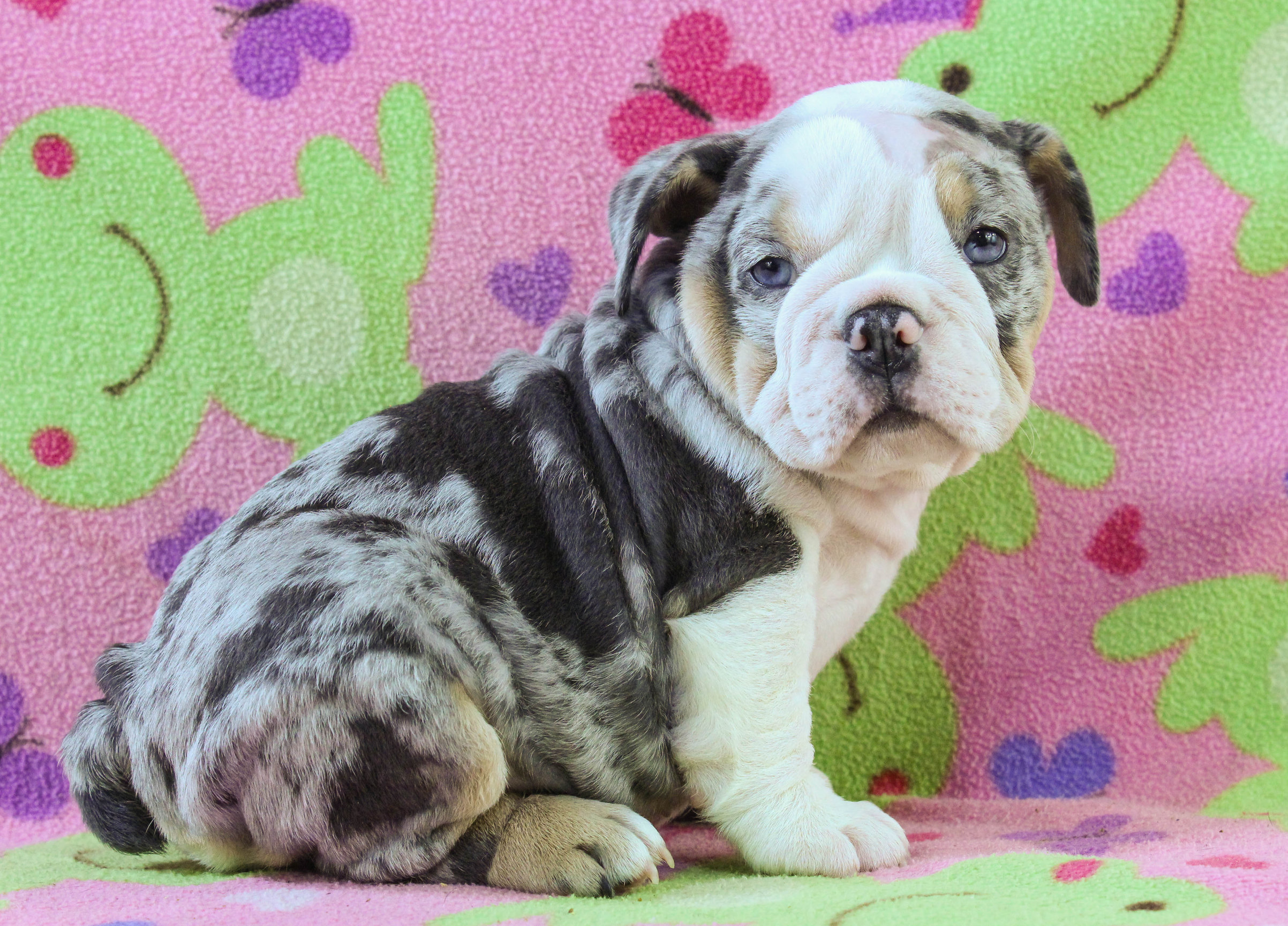 Home of the Smaller AKC English Bulldog Puppies - Newbies